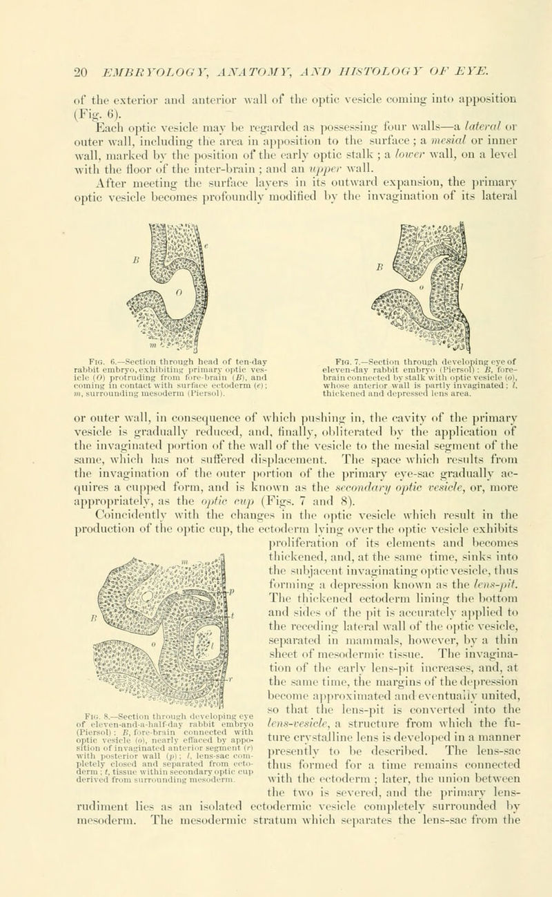 of the exterior unci anterior wall of the optic vesicle coining into apposition (Fig. 6). Each optic vesicle may be regarded as possessing four walls—a Intern/ or outer wall, including the area in apposition to the surface ; a mesial or inner wall, marked by the position of the early optic stalk ; a loicer wall, on a level with the floor of the inter-brain ; and an upper wall. After meeting the surface layers in its outward expansion, the primary optic vesicle becomes profoundly modified by the invagination of its lateral Pig. o.—Section through head of ten-da; rabbit embryo,exhibiting primary optic ves- icle (O) protruding from fore-brain ii>'l, and coming in contact with surface ectoderm (e); m, surrounding mesoderm (Piersol). Fig. 7.—Section through developing eye of eleven-day rabbit embryo (Piersol): B, fore- brain connected by stalk'with optic vesicle (oh whose anterior wall is partly invaginated: I, thickened and depressed lens area. or outer wall, in consequence of which pushing in, the cavity of the primary vesicle is gradually reduced, and, finally, obliterated by the application of the invaginated portion of the wall of the vesicle to the mesial segment of the same, which has not suffered displacement. The space which results from the invagination of the outer portion of the primary eye-sac gradually ac- quires a cupped form, and is known as the secondary optic vesicle, or, more appropriately, as the optic cup (Figs. 7 and 8). Coincidentlv with the changes in the optic vesicle which result in the production of the optic cup, the ectoderm lying over the optic vesicle exhibits proliferation of its elements and becomes thickened, and, at the same time, sinks into the subjacent invaginating optic vesicle, thus forming a depression known as the lens-pit. The thickened ectoderm lining the bottom and sides of the pit is accurately applied to the receding lateral wall of the optic vesicle, separated in mammals, however, by a thin sheet of mesodermie tissue. The invagina- tion of the early lens-pit increases, and, at the same time, the margins of the depression become approximated and eventually united, so that the lens-pit is converted into the lens-vesicle, \\ structure from which the fu- ture crystalline lens is developed in a manner presently to be described. The lens-sac thus formed for a time remains connected with the ectoderm ; later, the union between the two is severed, and the primary lens- rudiment lies as an isolated eetodermic vesicle completely surrounded by mesoderm. The mesodermic stratum which separates the lens-sac from the -- *.jst& Pig, 8.—Section through developing eye of eleven-and-a-half day rabbit embryo (Piersol): B, fore-brain conn,.,ted with optic vesicle cm, nearly effa I by appo- sition of invaginated anterior Begment (r) with posterior wall (/< . '. l<-n- sa m pletely closed and separated from ecto- derm , I. tissur within secondary optic cup derived from surrounding mesoderm