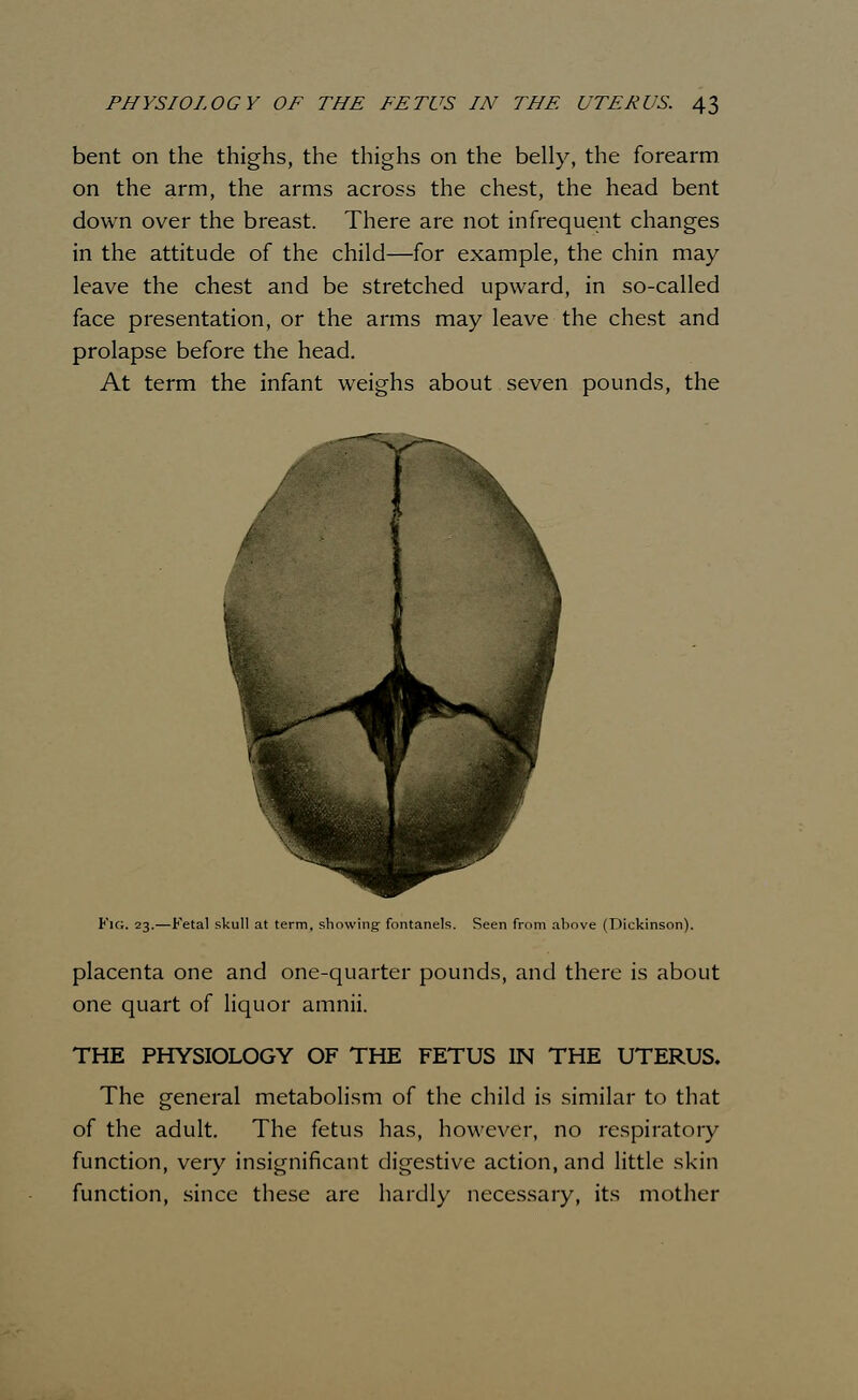 bent on the thighs, the thighs on the belly, the forearm on the arm, the arms across the chest, the head bent down over the breast. There are not infrequent changes in the attitude of the child—for example, the chin may leave the chest and be stretched upward, in so-called face presentation, or the arms may leave the chest and prolapse before the head. At term the infant weighs about seven pounds, the Fie;. 23.—Fetal skull at term, showing fontanels. Seen from above (Dickinson). placenta one and one-quarter pounds, and there is about one quart of liquor amnii. THE PHYSIOLOGY OF THE FETUS IN THE UTERUS. The general metabolism of the child is similar to that of the adult. The fetus has, however, no respiratory function, very insignificant digestive action, and little skin function, since these are hardly necessary, its mother