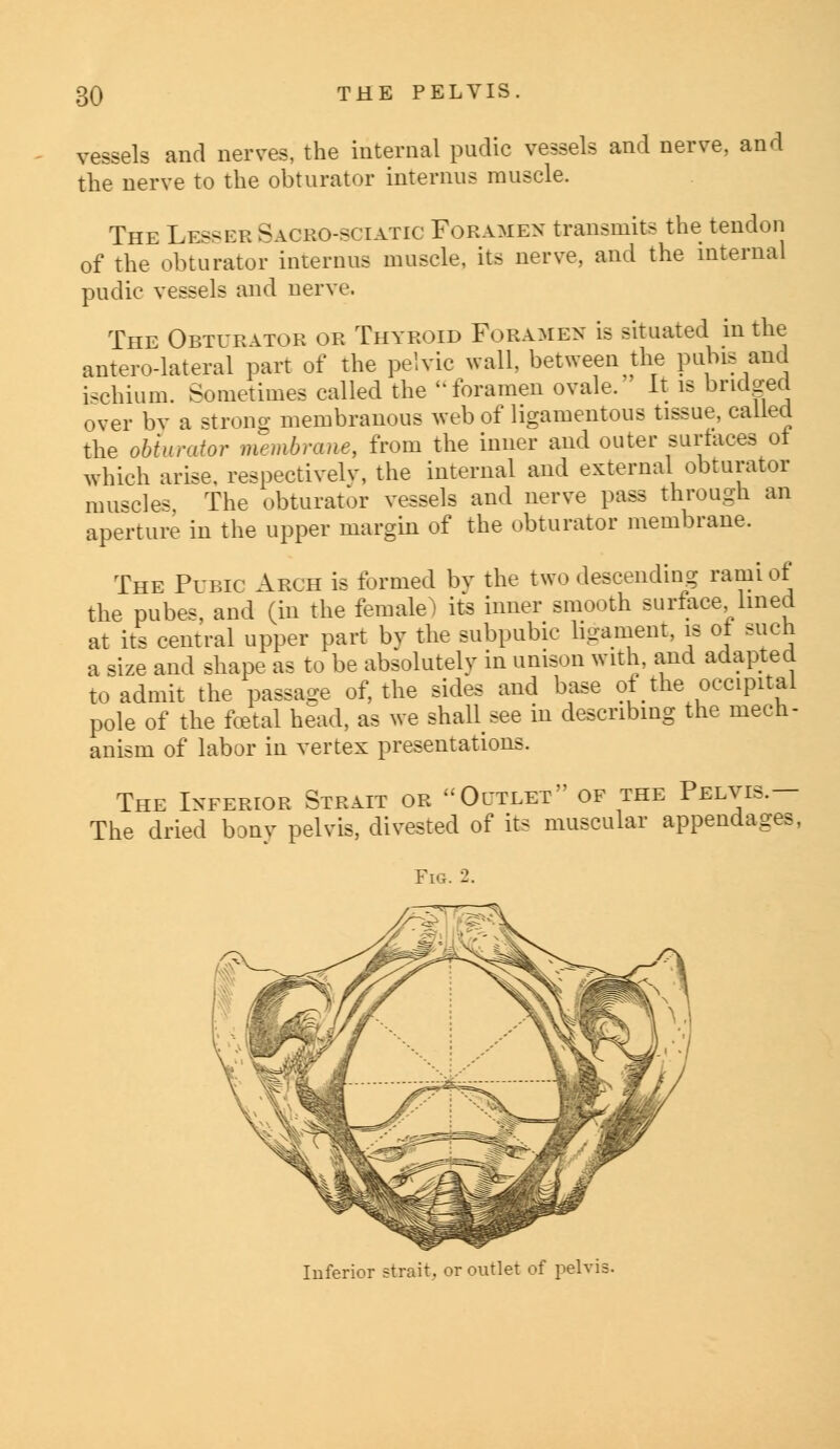 vessels and nerves, the internal pudic vessels and nerve, and the nerve to the obturator interims muscle. The Lesser Saceo-sctatic Foramen transmits the tendon of the obturator interims muscle, its nerve, and the internal pudic vessels and nerve. The Obturatob or Thyroid Foramen is situated in the anterolateral part of the pelvic wall, between the pubis and ischium. Sometimes called the -foramen ovale. It is bridged over bv a strong membranous web of ligamentous tissue, called the obturator membrane, from the inner and outer surfaces ot which arise, respectively, the internal and external obturator muscles, The obturator vessels and nerve pass through an aperture in the upper margin of the obturator membrane. The Pubic Arch is formed bv the two descending rami of the pubes, and (in the female) its inner smooth surface lined at its central upper part bv the subpubic ligament, is ot such a size and shape as to be absolutely in unison with, and adapted to admit the passage of, the sides and base ol the occipital pole of the fcetal head, as we shall see in describing the mech- anism of labor in vertex presentations. The Inferior Strait or Outlet of the Pelvis.— The dried bony pelvis, divested of its muscular appendages, Fig. 2. Inferior strait, or outlet of pelvis