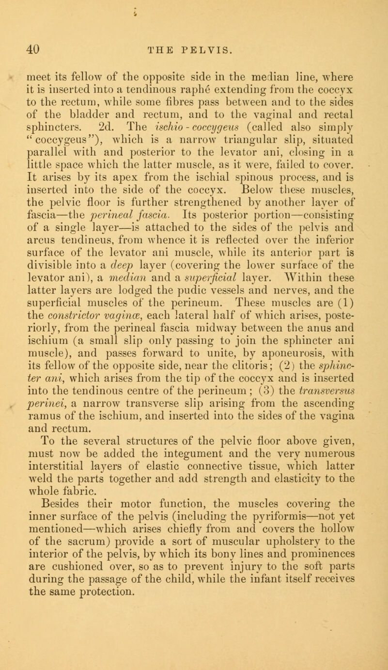 meet its fellow of the opposite side in the median line, where it is inserted into a tendinous raphe extending from the coccyx to the rectum, while some fibres pass between and to the sides of the bladder and rectum, and to the vaginal and rectal sphincters. 2d. The ischio - coccygeus (called also simply  coccygeus), which is a narrow triangular slip, situated parallel with and posterior to the levator ani, closing in a little space which the latter muscle, as it were, failed to cover. It arises by its apex from the ischial spinous process, and is inserted into the side of the coccyx. Below these muscles, the pelvic floor is further strengthened by another layer of fascia—the perineal fascia. Its posterior portion—consisting of a single layer—is attached to the sides of the pelvis and arcus tendineus, from whence it is reflected over the inferior surface of the levator ani muscle, while its anterior part is divisible into a deep layer (covering the lower surface of the levator ani), a median and a superficial layer. Within these latter layers are lodged the pudic vessels and nerves, and the superficial muscles of the perineum. These muscles are (1) the constrictor vagince, each lateral half of which arises, poste- riorly, from the perineal fascia midway between the anus and ischium (a small slip only passing to join the sphincter ani muscle), and passes forward to unite, by aponeurosis, with its fellow of the opposite side, near the clitoris; (2) the sphinc- ter ani, which arises from the tip of the coccyx and is inserted into the tendinous centre of the perineum ; (3) the transversus perinei, a narrow transverse slip arising from the ascending ramus of the ischium, and inserted into the sides of the vagina and rectum. To the several structures of the pelvic floor above given, must now be added the integument and the very numerous interstitial layers of elastic connective tissue, which latter wreld the parts together and add strength and elasticity to the whole fabric. Besides their motor function, the muscles covering the inner surface of the pelvis (including the pyriformis—not yet mentioned—which arises chiefly from and covers the hollow of the sacrum) provide a sort of muscular upholstery to the interior of the pelvis, by which its bony lines and prominences are cushioned over, so as to prevent injury to the soft parts during the passage of the child, while the infant itself receives the same protection.