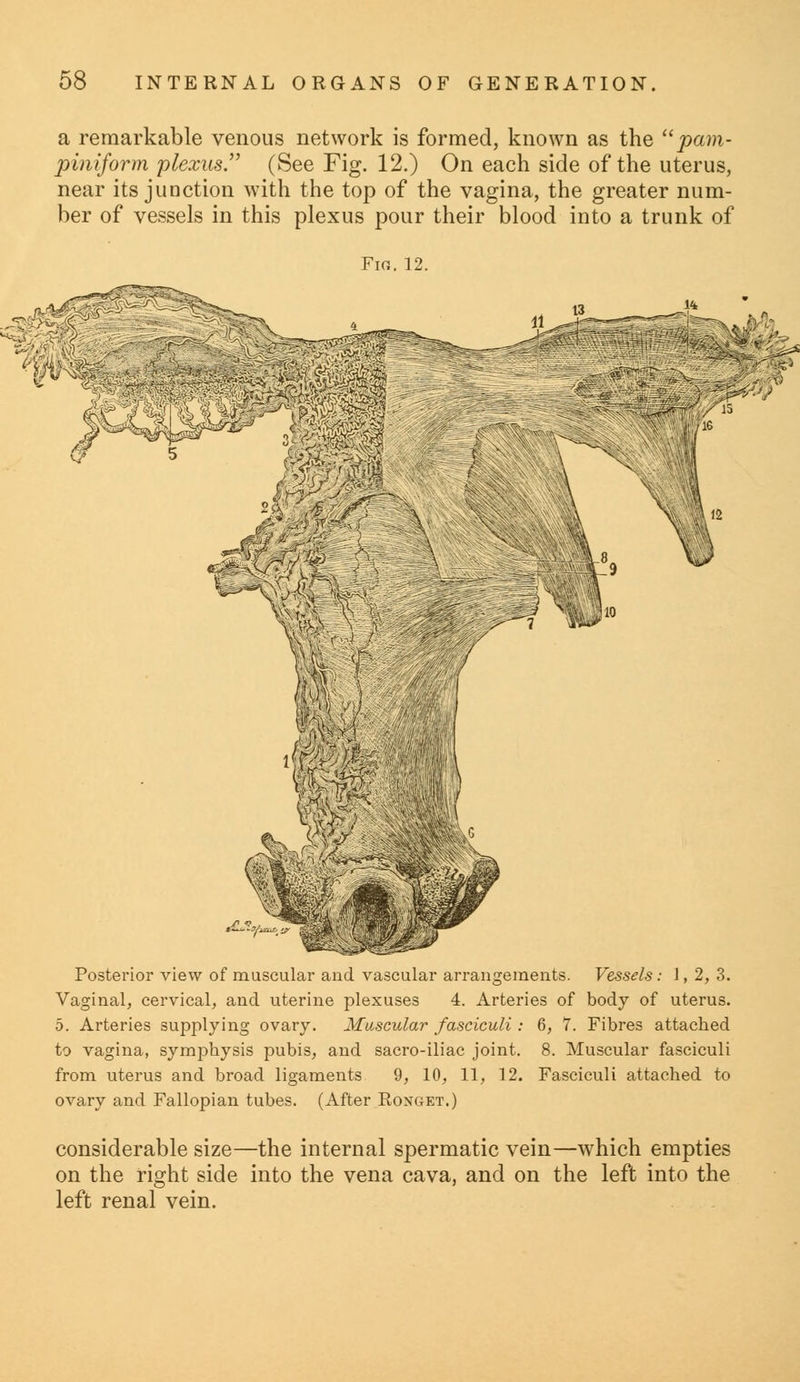 a remarkable venous network is formed, known as the pam- piniform plexus. (See Fig. 12.) On each side of the uterus, near its junction with the top of the vagina, the greater num- ber of vessels in this plexus pour their blood into a trunk of Fin. 12. |W4j if 5 l^SSSS :^< v t 1 Posterior view of muscular and vascular arrangements. Vessels: 1,2, 3. Vaginal, cervical, and uterine plexuses 4. Arteries of body of uterus. 5. Arteries supplying ovary. Muscular fasciculi : 6, 7. Fibres attached to vagina, symphysis pubis, and sacro-iliac joint. 8. Muscular fasciculi from uterus and broad ligaments 9, 10, 11, 12. Fasciculi attached to ovary and Fallopian tubes. (After Ronget.) considerable size—the internal spermatic vein—which empties on the right side into the vena cava, and on the left into the left renal vein.