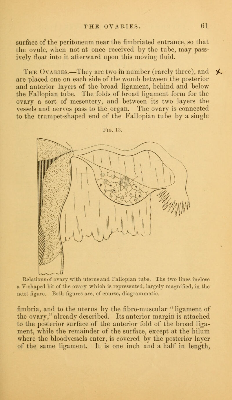 surface of the peritoneum near the fimbriated entrance, so that the ovule, when not at once received by the tube, may pass- ively float into it afterward upon this moving fluid. The Ovaries.—They are two in number (rarely three), and are placed one on each side of the womb between the posterior and anterior layers of the broad ligament, behind and below the Fallopian tube. The folds of broad ligament form for the ovary a sort of mesentery, and between its two layers the vessels and nerves pass to the organ. The ovary is connected to the trumpet-shaped end of the Fallopian tube by a single Fig. 13. Relations of ovary with uterus and Fallopian tube. The two lines inclose a V-shaped bit of the ovary which is represented, largely magnified, in the next figure. Both figures are, of course, diagrammatic. fimbria, and to the uterus by the fibro-muscular ligament of the ovary, already described. Its anterior margin is attached to the posterior surface of the anterior fold of the broad liga- ment, while the remainder of the surface, except at the hilum where the bloodvessels enter, is covered by the posterior layer of the same ligament. It is one inch and a half in length,