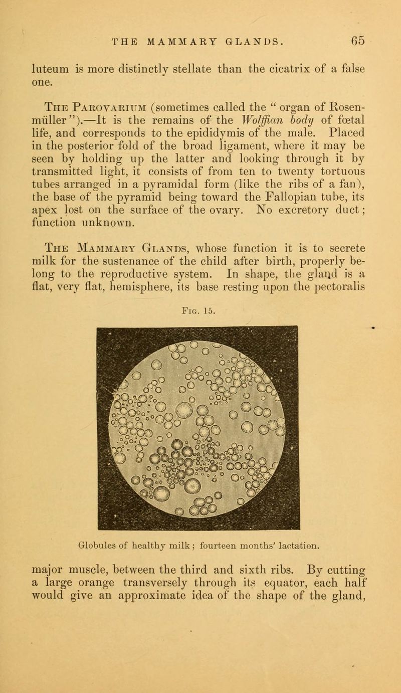 luteum is more distinctly stellate than the cicatrix of a false one. The Parovarium (sometimes called the  organ of Rosen- miiller).—It is the remains of the Wolffian body of foetal life, and corresponds to the epididymis of the male. Placed in the posterior fold of the broad ligament, where it may be seen by holding up the latter and looking through it by transmitted light, it consists of from ten to twenty tortuous tubes arranged in a pyramidal form (like the ribs of a fan), the base of the pyramid being toward the Fallopian tube, its apex lost on the surface of the ovary. No excretory duct; function unknown. The Mammary Glands, whose function it is to secrete milk for the sustenance of the child after birth, properly be- long to the reproductive system. In shape, the glaud is a flat, very flat, hemisphere, its base resting upon the pectoralis Fig. 15. Globules of healthy milk; fourteen months' lactation. major muscle, between the third and sixth ribs. By cutting a large orange transversely through its equator, each half would give an approximate idea of the shape of the gland,