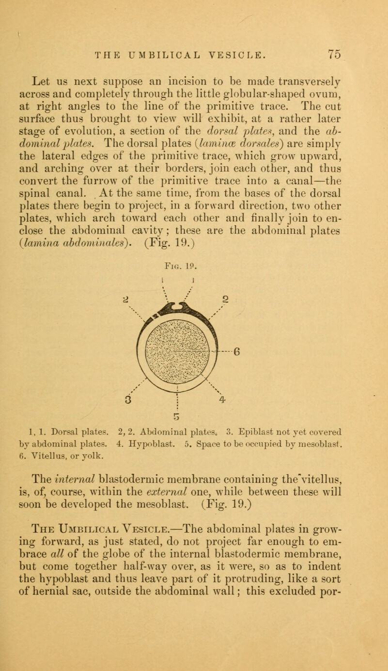 Let us next suppose an incision to be made transversely across and completely through the little globular-shaped ovum, at right angles to the line of the primitive trace. The cut surface thus brought to view will exhibit, at a rather later stage of evolution, a section of the dorsal plate*, and the ab- dominal plates. The dorsal plates {luminal dorsales) are simply the lateral edges of the primitive trace, which grow upward, and arching over at their borders, join each other, and thus convert the furrow of the primitive trace into a canal—the spinal canal. . At the same time, from the bases of the dorsal plates there begin to project, in a forward direction, two other plates, which arch toward each other and finally join to en- close the abdominal cavity; these are the abdominal plates {lamina abdominales). (Fig. 19.) 1,1. Dorsal plates. 2,2. Abdominal platen 3. Epiblast not yet covered by abdominal plates. 4. Hypoblast. 5. Space to be occupied by mesoblast. 6. Vitellus, or yolk. The internal blastodermic membrane containing the'vitellus, is, of, course, within the external one, while between these will soon be developed the mesoblast. (Fig. 19.) The Umbilical Vesicle.—The abdominal plates in grow- ing forward, as just stated, do not project far enough to em- brace all of the globe of the internal blastodermic membrane, but come together half-way over, as it were, so as to indent the hypoblast and thus leave part of it protruding, like a sort of hernial sac, outside the abdominal wall; this excluded por-