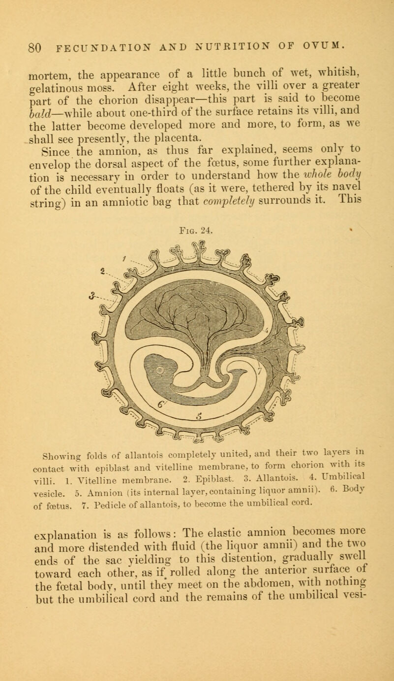 mortem, the appearance of a little bunch of wet, whitish, gelatinous moss. After eight weeks, the villi oyer a greater part of the chorion disappear—this part is said to become hold—while about one-third of the surface retains its villi, and the latter become developed more and more, to form, as we shall see presently, the placenta. Since the amnion, as thus far explained, seems only to envelop the dorsal aspect of the foetus, some further explana- tion is necessarv in order to understand how the whole body of the child eventually floats (as it were, tethered by its navel string) in an amniotic bag that completely surrounds it. This Showing folds of allantois completely united, and their two layers in contact with epiblast and vitelline membrane, to form chorion with its villi. 1. Vitelline membrane. 2. Epiblast. 3. Allantois. 4. Umbilical vesicle. 5. Amnion (its internal layer,containing liquor amnii). 6. Body of foetus. 7. Pedicle of allantois, to become the umbilical cord. explanation is as follows: The elastic amnion becomes more and more distended with fluid (the liquor amnii) and the two ends of the sac yielding to this distention, gradually swell toward each other, as if rolled along the anterior surface of the foetal body, until they meet on the abdomen, with nothing but the umbilical cord and the remains of the umbilical vesi-