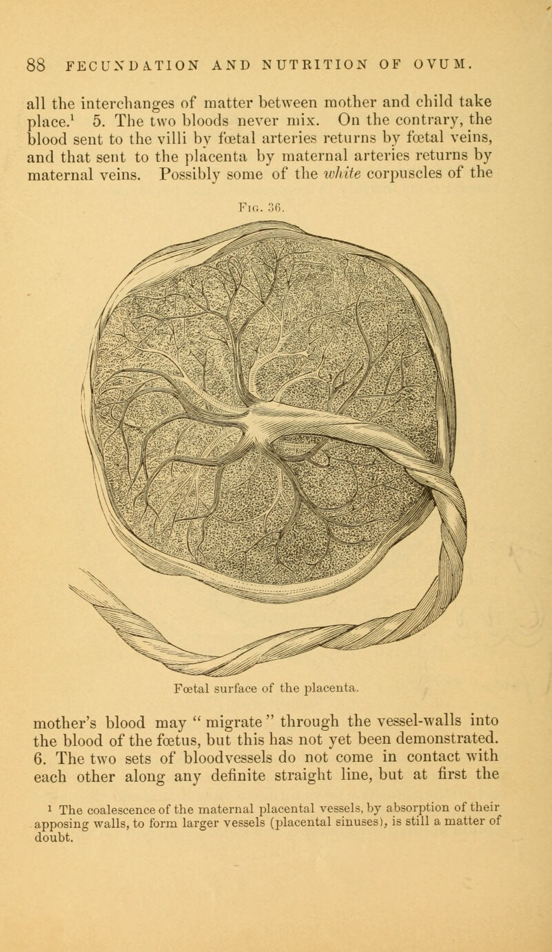 all the interchanges of matter between mother and child take place.1 5. The two bloods never mix. On the contrary, the blood sent to the villi by foetal arteries returns by foetal veins, and that sent to the placenta by maternal arteries returns by maternal veins. Possibly some of the white corpuscles of the Foetal surface of the placenta. mother's blood may  migrate  through the vessel-walls into the blood of the foetus, but this has not yet been demonstrated. 6. The two sets of bloodvessels do not come in contact with each other along any definite straight line, but at first the 1 The coalescence of the maternal placental vessels, by absorption of their apposing walls, to form larger vessels (placental sinuses), is still a matter of doubt.