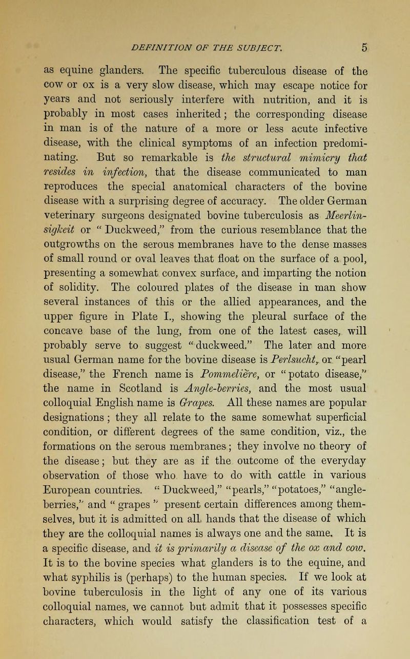 as equine glanders. The specific tuberculous disease of the cow or ox is a very slow disease, which may escape notice for years and not seriously interfere with nutrition, and it is probably in most cases inherited; the corresponding disease in man is of the nature of a more or less acute infective disease, with the clinical symptoms of an infection predomi- nating. But so remarkable is the structural mimicry that resides in infection, that the disease communicated to man reproduces the special anatomical characters of the bovine disease with a surprising degree of accuracy. The older German veterinary surgeons designated bovine tuberculosis as Meerlin- sigkeit or  Duckweed, from the curious resemblance that the outgrowths on the serous membranes have to the dense masses of small round or oval leaves that float on the surface of a pool, presenting a somewhat convex surface, and imparting the notion of solidity. The coloured plates of the disease in man show several instances of this or the allied appearances, and the upper figure in Plate I., showing the pleural surface of the concave base of the lung, from one of the latest cases, will probably serve to suggest duckweed. The later and more usual German name for the bovine disease is Perlsucht, or pearl disease, the French name is Pommeliere, or  potato disease, the name in Scotland is Angle-berries, and the most usual colloquial English name is Grapes. All these names are popular designations ; they all relate to the same somewhat superficial condition, or different degrees of the same condition, viz., the formatioDS on the serous membranes; they involve no theory of the disease; but they are as if the outcome of the everyday observation of those who have to do with cattle in various European countries.  Duckweed, pearls, potatoes, angle- berries, and  grapes  present certain differences among them- selves, but it is admitted on all. hands that the disease of which they are the colloquial names is always one and the same. It is a specific disease, and it is primarily a disease of the ox and coio. It is to the bovine species what glanders is to the equine, and what syphilis is (perhaps) to the human species. If we look at bovine tuberculosis in the light of any one of its various colloquial names, we cannot but admit that it possesses specific characters, which would satisfy the classification test of a