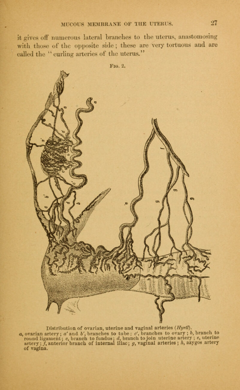 21 it gives off numerous lateral branches to the uterus, anastomosing with those of the opposite >'u\r ; these are very tortuous and are called the  curling arteries of the uterus. Fig. 2. Distribution of ovarian, uterine and vaginal arteries {Hyrtt). a, ovarian arterv; a' and b\ branches to tube; c\ branches to ovary; 6, branch to round ligament; c, branch to fundus; d, branch to join uterine artery ; et uterine artery ; /, anterior branch of internal iliac; g, vaginal arteries ; h, azygos artery of vagina.