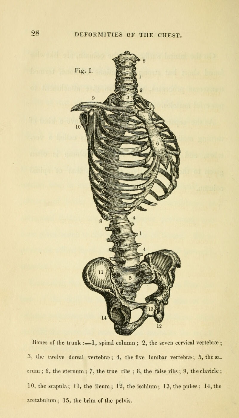 Fig. I. L .iJjjjjjm[j;i Bones of the trunk :—1, spinal column ; 2, the seven cervical vertebrae ; 3, the twelve dorsal vertebrae; 4, the five lumbar vertebrae; 5, the sa- crum ; 6, the sternum ; 7, the true ribs ; 8, the false ribs ; 9, the clavicle; 10. the scapula; 11, the ileum; 12, the ischium; 13, the pubes; 14, the acetabulum: 15, the brim of the pelvis.