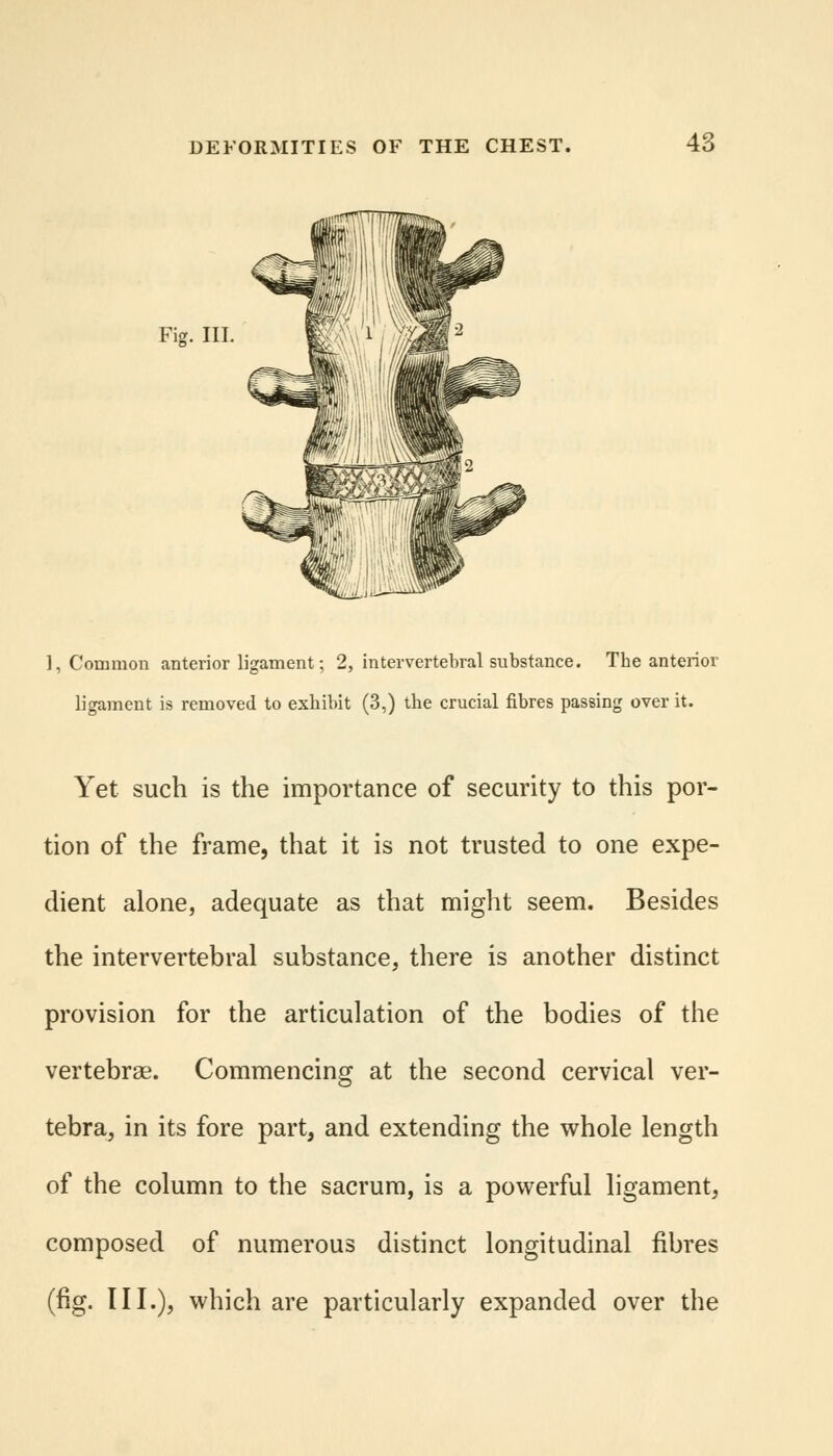 Fig. III. 1, Common anterior ligament; 2, intervertebral substance. The anterior ligament is removed to exhibit (3,) the crucial fibres passing over it. Yet such is the importance of security to this por- tion of the frame, that it is not trusted to one expe- dient alone, adequate as that might seem. Besides the intervertebral substance, there is another distinct provision for the articulation of the bodies of the vertebrae. Commencing at the second cervical ver- tebra, in its fore part, and extending the whole length of the column to the sacrum, is a powerful ligament, composed of numerous distinct longitudinal fibres (fig. III.), which are particularly expanded over the