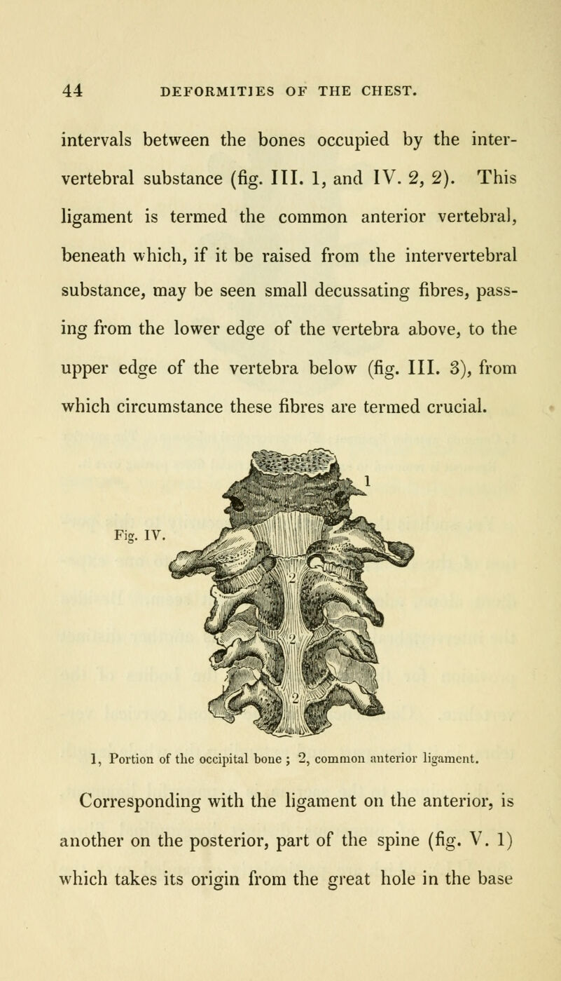 intervals between the bones occupied by the inter- vertebral substance (fig. III. 1, and IV. 2, 2). This ligament is termed the common anterior vertebral, beneath which, if it be raised from the intervertebral substance, may be seen small decussating fibres, pass- ing from the lower edge of the vertebra above, to the upper edge of the vertebra below (fig. III. 3), from which circumstance these fibres are termed crucial. Fig. IV. 1, Portion of the occipital bone ; 2, common anterior ligament. Corresponding with the ligament on the anterior, is another on the posterior, part of the spine (fig. V. 1) which takes its origin from the great hole in the base