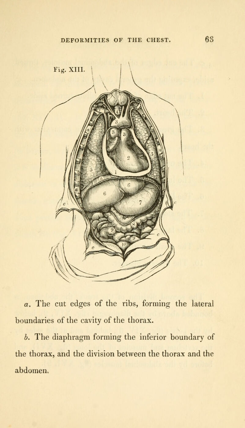 Fig. XIII. I a. The cut edges of the ribs, forming the lateral boundaries of the cavity of the thorax. b. The diaphragm forming the inferior boundary of the thorax, and the division between the thorax and the abdomen.
