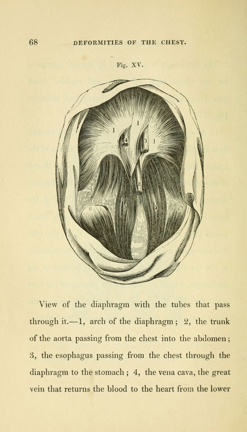 Fig. XV. View of the diaphragm with the tubes that pass through it.—1, arch of the diaphragm ; 2, the trunk of the aorta passing from the chest into the abdomen; 3, the esophagus passing from the chest through the diaphragm to the stomach ; 4, the vena cava, the great vein that returns the blood to the heart from the lower