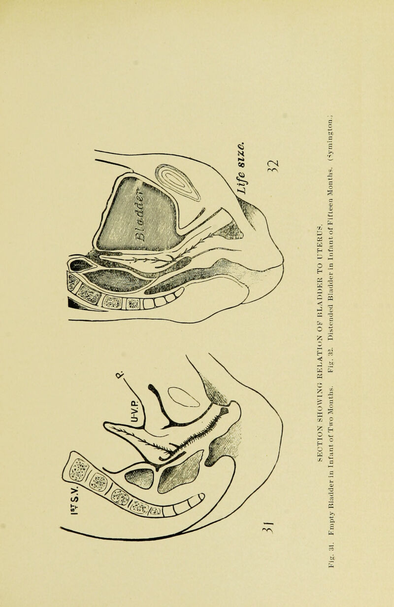 '/J «l_l 0 H O ^ z 5 Eh J K O o a