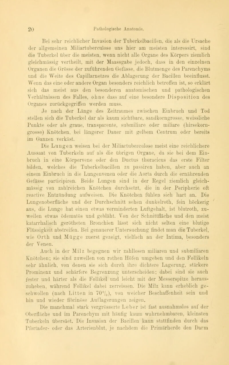 Bei sehr reichlicher Invasion der Tuberkelbaeillen, die als die Ursache der allgemeinen Miliartubereulose uns hier am meisten interessirt, sind die Tuberkel über die meisten, wenn nicht alle Organe des Körpers ziemlich gleichmässig vertheilt, mit der Maassgabe jedoch, dass in den einzelnen Organen die Grösse der zuführenden Gefässe. die Blutmenge des Parenchyms und die Weite des Capillarnetzes die Ablagerung der Bacillen beeinflusst. Wenn das eine oder andere Organ besonders reichlich betroffen ist, so erklärt sich das meist aus den besonderen anatomischen und pathologischen Verhältnissen des Falles, ohne dass auf eine besondere Disposition des anes zurückgegriffen werden muss. Je nach der Länge des Zeitraumes zwischen Einbrach und Tod stellen sich die Tuberkel dar als kaum sichtbare, sandkorngrosse, weissliche Punkte oder als graue, transparente, submiliare oder miliare (hirsekorn- grosse) Knötchen, bei längerer Dauer mit selbem Centrum oder bereits im Ganzen verkämt. Die Lungen weisen bei der MUiartuberculose meist eine reichlichere Aussaat von Tuberkeln auf als die übrigen Organe, da sie bei dem Ein- bruch in eine Körpervene oder den Ductus thoracicus das erste Filter bilden, welches die Tuberkelbaeillen zu passiren haben, aber auch an einem Einbruch in die Lungenvenen oder die Aorta durch die ernährenden Gefässe partieipiren. Beide Lungen sind in der Begel ziemlich gleich- massig von zahlreichen Knötchen durchsetzt, die in der Peripherie oft reactive Entzündung aufweisen. Die Knötchen fühlen sich hart an. Die Lungenoberfläche und der Durchschnitt sehen dunkelroth. fein höckerig aus, die Lunge hat einen etwas verminderten Luftgehalt. ist blutroth, zu- weilen etwas ödematos und gebläht. Von der Schnittfläche und den meist katarrhalisch gerötheten Bronchien lässt sieh nicht selten eine blutige Flüssigkeit abstreifen. Bei genauerer Untersuchung findet man die Tuberkel. wie Orth und Mügge zuerst gezeigt, vielfach an der Intima, besonders der Venen. Auch in der Milz begegnen wir zahllosen miliaren und submiliaren Knötchen; sie sind zuweilen von rothen Höfen umgeben und den Follikeln sehr ähnlieh, von denen sie sich durch ihre dichtere Lagerung, stärkere Prominenz und schärfere Begrenzung unterscheiden: dabei sind sie auch fester und härter als die Follikel und leicht mit der Messerspitze heraus- zuheben, während Follikel dabei zerreissen. Die Milz kann erheblich _ schwollen (nach Litten in 70%), von weicher Beschaffenheit sein und hin und wieder fibrinöse Auflagerungen zeigen. Die manchmal stark vergrösserte Leber i^t fast ausnahmslos auf der Oberfläche und im Parenchym mit häutig kaum wahrnehmbaren, kleinsten Tuberkeln übersäet. Die Invasion der Bacillen kann stattfinden durch das Pfortader- oder das Arterienblut, je nachdem die Primärherde den Darm