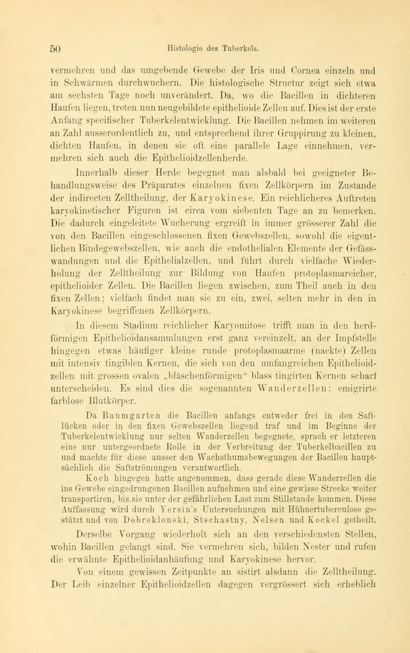 vermehren und das umgebende Gewebe der Iris und Cornea einzeln und in Schwärmen durchwuehern. Die histologische Stnietur zeigt sich etwa am sechsten Tage noch unverändert. Da. wo die Bacillen in dichteren Haufen liegen, treten nun neugebildete epithelioide Zellen auf. Dies ist der erste Anfang specifischer Tuberkelentwicklung. Die Bacillen nehmen im weiteren an Zahl ausserordentlich zu. und entsprechend ihrer Gruppirung zu kleinen, dichten Haufen, in denen sie oft eine parallele Lage einnehmen, ver- mehren sich auch die Epithelioidzellenherde. Innerhalb dieser Herde begegnet man alsbald bei geeigneter Be- handlungsweise des Präparates einzelnen fixen Zellkörpern im Zustande der indirecten Zelltheilung, der Karyokinese. Ein reichlicheres Auftreten karyokinetischer Figuren ist circa vom siebenten Tage an zu bemerken. Die dadurch eingeleitete Wucherung ergreift in immer grösserer Zahl die von den Bacillen eingeschlossenen fixen Gewebszellen, sowohl die eigent- lichen Bindegewebszellen, wie auch die endothelialen Elemente der Gefäss- wandungen und die Epithelialzellen. und führt durch vielfache Wieder- holung der Zelltheilung zur Bildung von Haufen protoplasmareicher, epithelioider Zellen. Die Bacillen liegen zwischen, zum Theil auch in den fixen Zellen: vielfach finde! man sie zu ein. zwei, selten mehr in den in Karyokinese begriffenen Zellkörpern. In diesem Stadium reichlicher Karyomitose trifft man in den herd- förmigen Epithelioidansammlungen erst ganz vereinzelt, an der Impfstelle hingegen etwas häufiger kleine runde protoplasmaarme (nackte) Zellen mit intensiv tingiblen Kernen, die sich von den umfangreichen Epithelioid- zellen mit grossen ovalen „bläschenförmigen blass tingirten Kernen schart unterscheiden. Es sind dies die sogenannten Wauderzellen: emigrirte farblose Blutkörper. Da Baiimgarten die Bacillen anfangs entweder frei in den Saft- lücken oder in den fixen (jewebszellen liegend traf und im Beginne der Tuberkelentwicklung nur selten Wanderzellen begegnete, sprach er letzteren eine nur untergeordnete Bolle in der Verbreitung der Tuberkelbacillen zu und machte für diese ausser den Wachsthumsbewegungen der Bacillen haupt- sächlich die Saftströmungen verantwortlich. Koch hingegen hatte angenommen, dass gerade diese Wanderzellen die ins Gewebe eingedrungenen Bacillen aufnehmen und eine gewisse Strecke weiter transportiren, bis.sie unter der gefährlichen Last zum Stillstande kommen. Diese Auffassung wird durch Yersin's Untersuchungen mit Hühnertuberculose ge- stützt und von Dobroklonski, Stschastny, Xelsen und Kockel getheilt. Derselbe Vorgang wiederholt sich an den verschiedensten Stellen, wohin Bacillen gelangt sind. Sie vermehren sich, bilden Nester und rufen die erwähnte Epithelioidanhäufung und Karvokinese hervor. Von einem gewissen Zeitpunkte an sistirt alsdann die Zelltheilung. Der Leib einzelner Epithelioidzellen dagegen vergrössert sich erheblich