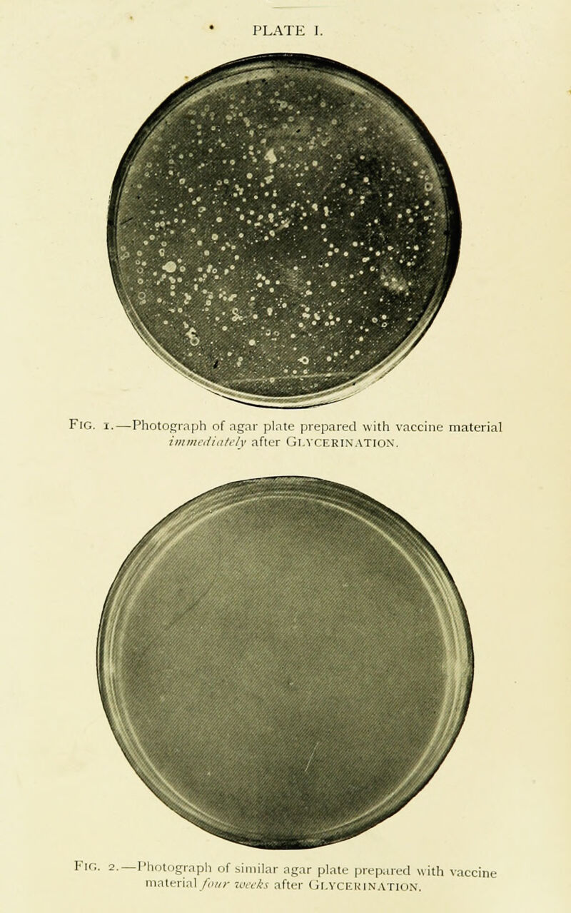 PLATE I. Fig. -Photograph of agar plate prepared with vaccine material immediately after Glycerin.\tion. Fig. -Photograph of similar agar plate prepared with vaccine material four weeks after GLYCERINATION.