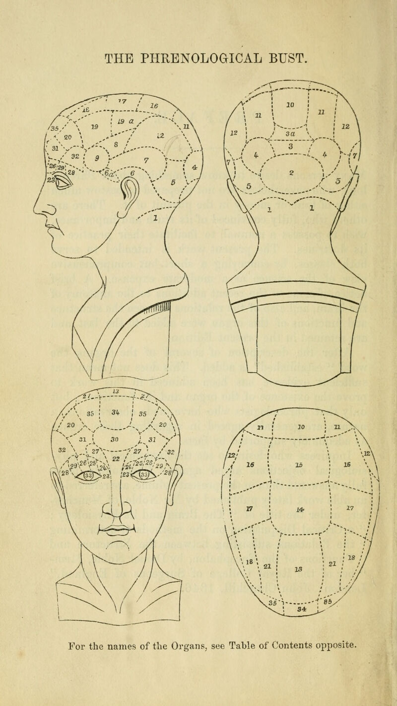 THE PHRENOLOGICAL BUST. For the names of the Organs, see Table of Contents opposite.