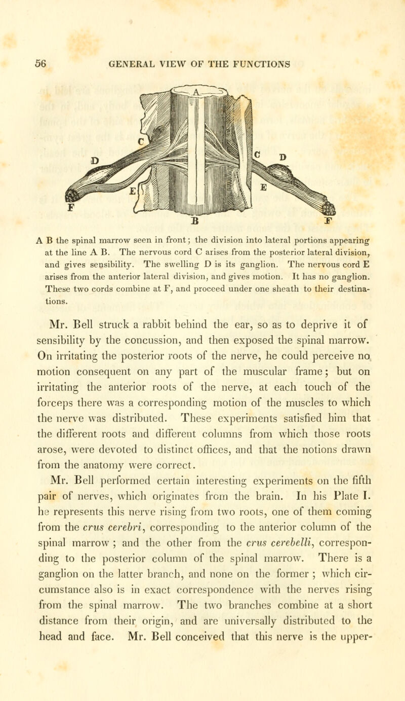 A B the spinal marrow seen in front; the division into lateral portions appearing at the line A B. The nervous cord C arises from the posterior lateral divisionr and gives sensibility. The swelling D is its ganglion. The nervous cord E arises from the anterior lateral division, and gives motion. It has no ganglion. These two cords combine at F, and proceed under one sheath to their destina- tions. Mr. Bell struck a rabbit behind the ear, so as to deprive it of sensibility by the concussion, and then exposed the spinal marrow. On irritating the posterior roots of the nerve, he could perceive no motion consequent on any part of the muscular frame; but on irritating the anterior roots of the nerve, at each touch of the forceps there was a corresponding motion of the muscles to which the nerve was distributed. These experiments satisfied him that the different roots and different columns from which those roots arose, were devoted to distinct offices, and that the notions drawn from the anatomy were correct. Mr. Bell performed certain interesting experiments on the fifth pair of nerves, which originates from the brain. In his Plate I. he represents this nerve rising from two roots, one of them coming from the crus cerebri, corresponding to the anterior column of the spinal marrow ; and the. other from the crus cerebelli, correspon- ding to the posterior column of the spinal marrow. There is a ganglion on the latter branch, and none on the former ; which cir- cumstance also is in exact correspondence with the nerves rising from the spinal marrow. The two branches combine at a short distance from their origin, and are universally distributed to the head and face. Mr. Bell conceived that this nerve is the upper-