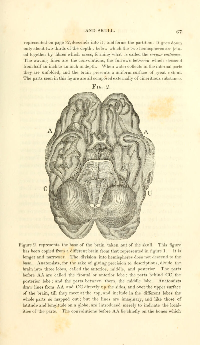 represented on page 7ti, descends into it; and forms the partition. It goes do\fi n only about two-thirds of the depth ; below which the two hemispheres are join- ed together by fibres which cross, forming what is called the corpus callosum. The waving lines are the convolutions, the furrows between which descend from half an inch to an inch in depth. When water collects in the internal parts they are unfolded, and the brain presents a uniform surface of great extent. The parts seen in this figure are all composed externally of cineritious substance. Fig. 2. Figure 2. represents the base of the brain taken out of the skull. This figure has been copied from a different brain from that represented in figure 1. It is longer and narrower. The division into hemispheres does not descend to the base. Anatomists, for the sake of giving precision to descriptions, divide the brain into three lobes, called the anterior, middle, and posterior. The parts before AA are called the frontal or anterior lobe ; the parts behind CC, the posterior lobe ; and the parts between them, the middle lobe. Anatomists draw lines from AA and CC directly up the sides, and over the upper surface of the brain, till they meet at the top, and include in the different lobes the whole parts so mapped out; but the lines are imaginary, and like those of latitude and longitude on a globe, are introduced merely to indicate the local- ities of the parts. The convolutions before AA lie chiefly on the bones which