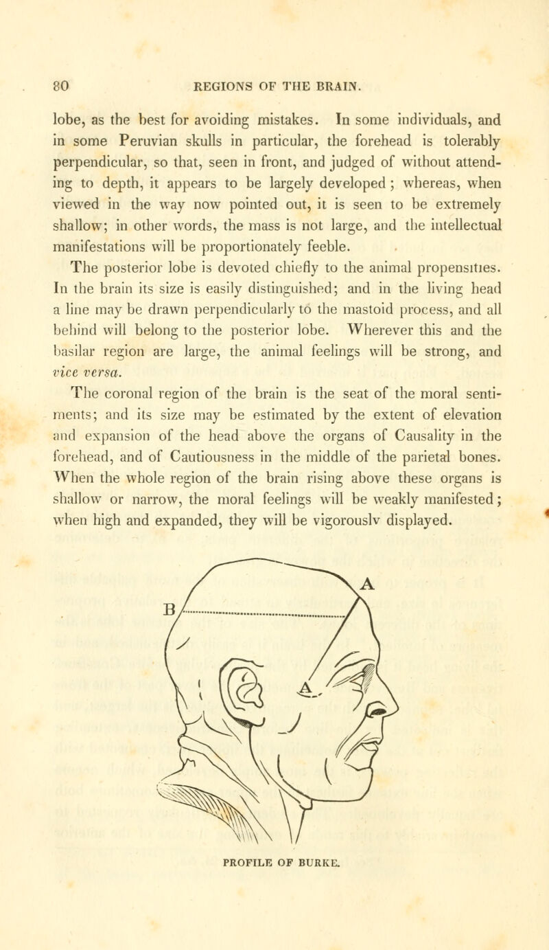 lobe, as the best for avoiding mistakes. In some individuals, and in some Peruvian skulls in particular, the forehead is tolerably- perpendicular, so that, seen in front, and judged of without attend- ing to depth, it appears to be largely developed ; whereas, when viewed in the way now pointed out, it is seen to be extremely shallow; in other words, the mass is not large, and the intellectual manifestations will be proportionately feeble. The posterior lobe is devoted chiefly to the animal propensities. In the brain its size is easily distinguished; and in the living head a line may be drawn perpendicularly to the mastoid process, and all behind will belong to the posterior lobe. Wherever this and the basilar region are large, the animal feelings will be strong, and vice versa. The coronal region of the brain is the seat of the moral senti- ments; and its size may be estimated by the extent of elevation and expansion of the head above the organs of Causality in the forehead, and of Cautiousness in the middle of the parietal bones. When the whole region of the brain rising above these organs is shallow or narrow, the moral feelings will be weakly manifested; when high and expanded, they will be vigorouslv displayed. PROFILE OF BURKE.