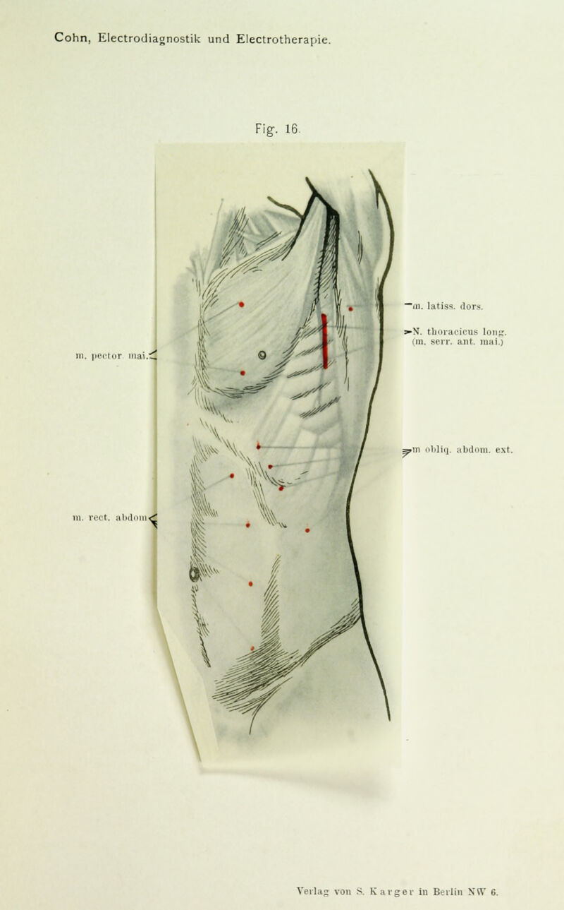 Fig. 16. m. iicM'tnr niai.C rect. abdom« ~m. latiss. dors. ^N. thoracicus loiif;. im. Berr. ant. mal.) s>m obliq. abdom. ext.