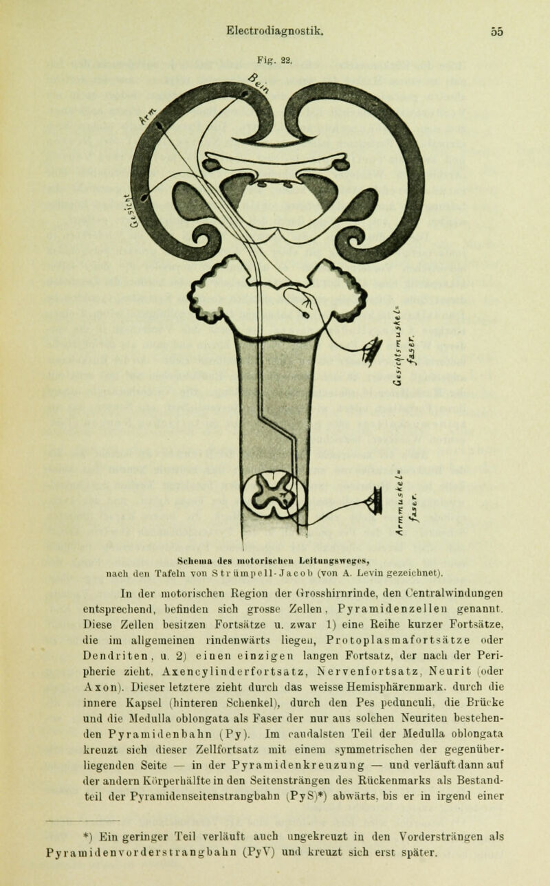 Fig. 32. ^Ü;/-4 j Schema des motorischen LeitunifBweges, nach den Tafeln von Strümpell-Jacob (von A. Levin gezeichnet). In der motorischen Region der (irosshirnrinde, den Centralwindungen entsprechend, befinden sich grosse Zellen, Pyramidenzellen genannt Diese Zellen besitzen Fortsätze u. zwar 1) eine Reihe kurzer Fortsätze. die im allgemeinen rindenwärts liegen, Protoplasmafortsätze oder Dendriten, u 2) einen einzigen langen Fortsatz, der nach der Peri- pherie zieht, Axencylinderfortsatz, Nervenfortsatz, Neurit (oder Axon). Dieser letztere zieht durch das weisse Hemisphärenmark. durch die innere Kapsel (hinteren Schenkel), durch den Pes peduneuli. die Brücke und die Medulla oblongata als Faser der nur ans solchen Neunten bestehen- den Pyramidenbahn (Py). Im caudalsten Teil der Medulla oblongata kreuzt sieh dieser Zellfortsatz mit einem symmetrischen der gegenüber- liegenden Seite — in der Pyramidenkreuzung — und verläuft dann auf der andern Kiirperhälfte in den Seitensträngen des Rückenmarks als Bestand- teil der Pyramidenseitenstrangbahn (PyS>*) abwärts, bis er in irgend einer *) Ein geringer Teil verläuft auch ungekreuzt in den Vordersträntren als Pyramiden vor der st rangbahn (PyV) und kreuzt sich erst später.