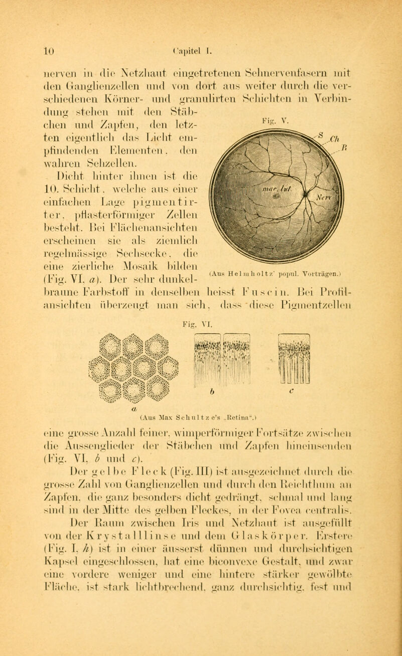 Fig. V. nerven in die Netzhaut eingetretenen Sehnervenfasern mit den Ganglienzellen und von dort ans weiter durch die ver- schiedenen Körner- und granulirten Schichten in Verbin- dung stehen mit den Stäb- chen und Zapfen, den letz- ten eigentlich das Lieht em- pfindenden Elementen. den wahren Sehzellen. Dicht hinter ihnen ist die 10. Schicht. welche aus einer einfachen Lage pignientir- ter. pflasterförmiger Zellen besteht. Bei Flächenansichten erscheinen sie als ziemlich regelmässige Sechsecke, die eine zierliche Mosaik bilden (Fig. VI. a). Der sehr dunkel- braune Farbstoff in denselben heisst Fuscin. Bei l'rohl- ansiehten überzeugt man sich, dass diese Pigmentzellen (Ans Heimholt/.' popiil, Vorträgen.) Fig. VI. )& ^fei' '|ii#ii , • u b \ (Aus Max Schultz e's „Retina.) eine grosse Anzahl feiner, wimperförmiger Fortsätze zwischen die Aussenglieder der Stäbchen und Zapfen liineinsenden (Big. VI. b und c). Dei- gel be Fleck (Fig^III) ist ausgezeichnet du ich dir grosse Zahl von Ganglienzellen und durch den Reichthum an Zapfen, die ganz besonders dicht gedrängt, schmal und lang sind in der Mitte des gelben Fleckes, in der Fovea centralis. Der Raum /wischen Iris und Netzhaut ist ausgefüllt von der Krystalllinse und dem G-laskörper. ßrstere (Fig. I, k) ist in einer äusserst dünnen und durchsichtigen Kapsel eingeschlossen, hat eine biconvexe Gestalt, und zwar eine vordere weniger und eine hintere stärker gewölbte Fläche, ist stark lichtbrechend, ganz durchsichtig. \r>t und