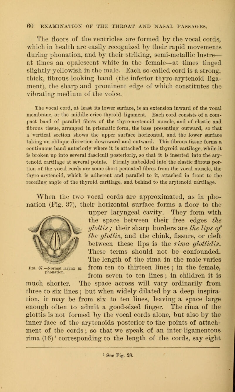 The floors of the ventricles are formed by the vocal cords, which in health are easily recognized by their rapid movements during plionation, and by their striking, semi-metallic lustre— at times an opalescent white in the female—at times tinged slightly yellowish in the male. Each so-called cord is a strong, thick, fibrous-looking band (the inferior thyro-arytenoid liga- ment), the sharp and prominent edge of which constitutes the vibrating medium of the voice. The vocal cord, at least its lower surface, is an extension inward of the vocal membrane, or the middle crico-thyroid ligament. Each cord consists of a com- pact band of parallel fibres of the thyro-arytenoid muscle, and of elastic and fibrous tissue, arranged in prismatic form, the base presenting outward, so that a vertical section shows the upper surface horizontal, and the lower surface taking an oblique direction downward and outward. This fibrous tissue forms a continuous band anteriorly where it is attached to the thyroid cartilage, while it is broken up into several fasciculi posteriorly, so that it is inserted into the ary- tenoid cartilage at several points. Firmly imbedded into the elastic fibrous por- tion of the vocal cords are some short pennated fibres from the vocal muscle, the thyro-arytenoid, which is adherent and parallel to it, attached in front to the receding angle of the thyroid cartilage, and behind to the arytenoid cartilage. When the two vocal cords are approximated, as in plio- nation (Fig. 37), their horizontal surface forms a floor to the upper laryngeal cavity. They form with the space between their free edges the glottis ; their sharp borders are the lips of the glottis, and the chink, fissure, or cleft between these lips is the rima glottidis. These terms should not be confounded. The length of the rima in the male varies from ten to thirteen lines ; in the female, from seven to ten lines ; in children it is much shorter. The space across will vary ordinarily from three to six lines ; but when widely dilated by a deep inspira- tion, it may be from six to ten lines, leaving a space large enough often to admit a good-sized finger. The rima of the glottis is not formed by the vocal cords alone, but also by the inner face of the arytenoids posterior to the points of attach- ment of the cords; so that we speak of an inter-ligamentous rima (16)' corresponding to the length of the cords, say eight Fig. 37.—Normal larynx in pronation. See Fig. 28.