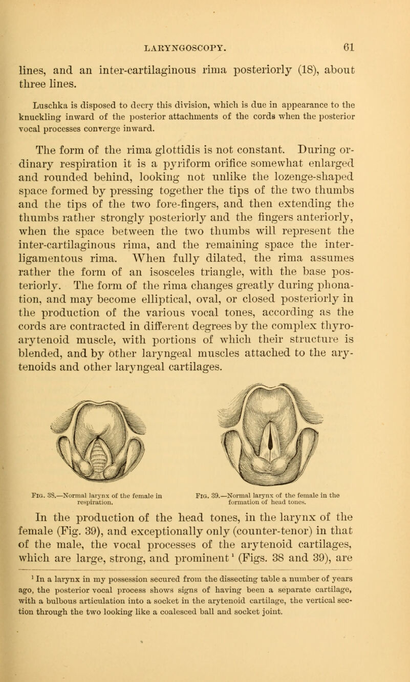 lines, and an inter-cartilaginous rima posteriorly (18), about three lines. Luschka is disposed to decry this division, which is due in appearance to the knuckling inward of the posterior attachments of the cords when the posterior vocal processes converge inward. The form of the rima glottidis is not constant. During or- dinary respiration it is a pyriform orifice somewhat enlarged and rounded behind, looking not unlike the lozenge-shaped space formed by pressing together the tips of the two thumbs and the tips of the two fore-fingers, and then extending the thumbs rather strongly posteriorly and the fingers anteriorly, when the space between the two thumbs will represent the inter-cartilaginous rima, and the remaining space the inter- ligamentous rima. When fully dilated, the rima assumes rather the form of an isosceles triangle, with the base pos- teriorly. The form of the rima changes greatly during phona- tion, and may become elliptical, oval, or closed posteriorly in the production of the various vocal tones, according as the cords are contracted in different degrees by the complex thyro- arytenoid muscle, with portions of which their structure is blended, and by other laryngeal muscles attached to the ary- tenoids and other laryngeal cartilages. Fig. '3S.—Normal larynx of the female in respiration. Fig. 39.—Normal larynx of the female in the formation of head tones. In the production of the head tones, in the larynx of the female (Fig. 39), and exceptionally only (counter-tenor) in that of the male, the vocal processes of the arytenoid cartilages, which are large, strong, and prominent' (Figs. 38 and 39), are 1 In a larynx in my possession secured from the dissecting table a number of years ago, the posterior vocal process shows signs of having been a separate cartilage, with a bulbous articulation into a socket in the arytenoid cartilage, the vertical sec- tion through the two looking like a coalesced ball and socket joint.