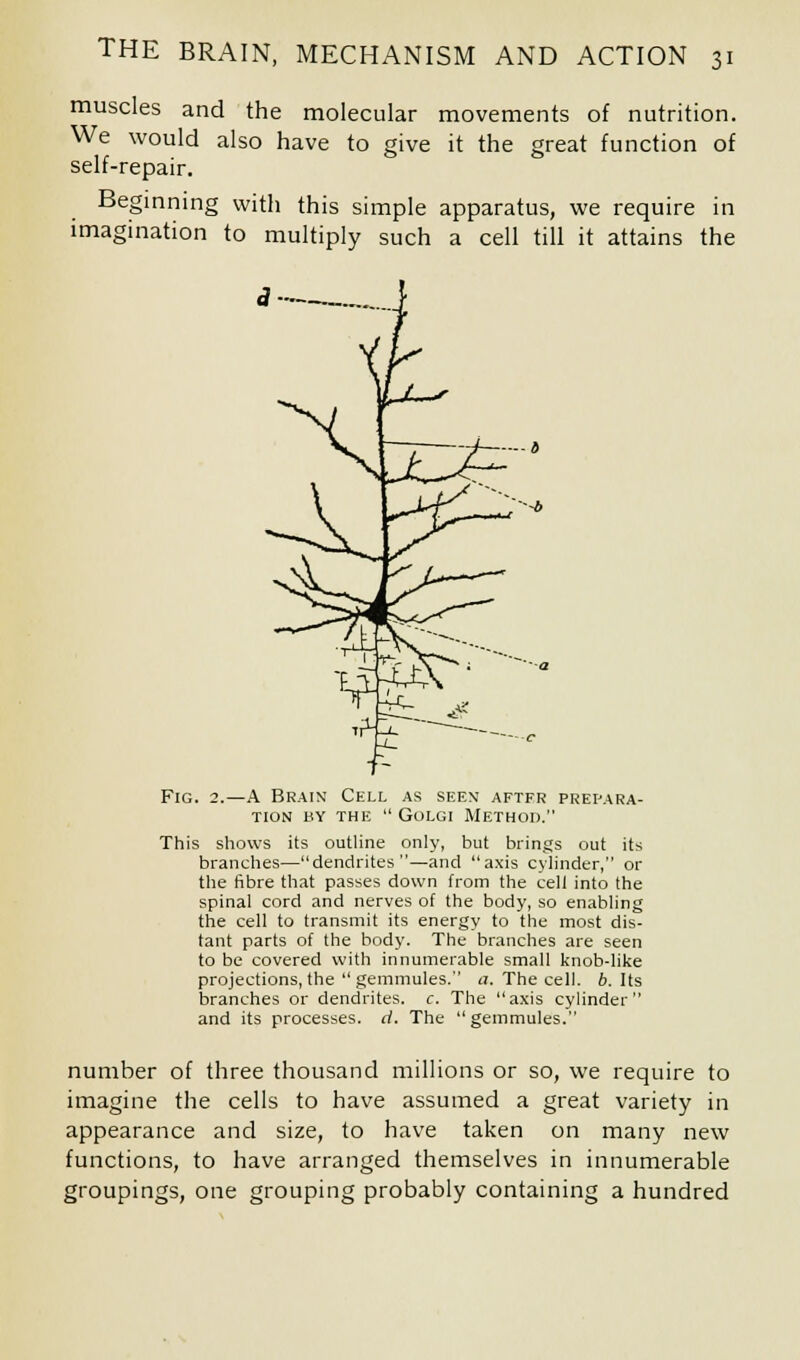 muscles and the molecular movements of nutrition. We would also have to give it the great function of self-repair. Beginning with this simple apparatus, we require in imagination to multiply such a cell till it attains the «?..._ Fig. 2.—A Brain Cell as seen aftfr prepara- tion BY THE GOLGI METHOD. This shows its outline only, but brings out its branches—dendrites—and axis cylinder, or the fibre that passes down from the cell into the spinal cord and nerves of the body, so enabling the cell to transmit its energy to the most dis- tant parts of the body. The branches are seen to be covered with innumerable small knob-like projections, the gemmules. a. The cell. 6. Its branches or dendrites, c. The axis cylinder and its processes, d. The gemmules. number of three thousand millions or so, we require to imagine the cells to have assumed a great variety in appearance and size, to have taken on many new functions, to have arranged themselves in innumerable groupings, one grouping probably containing a hundred