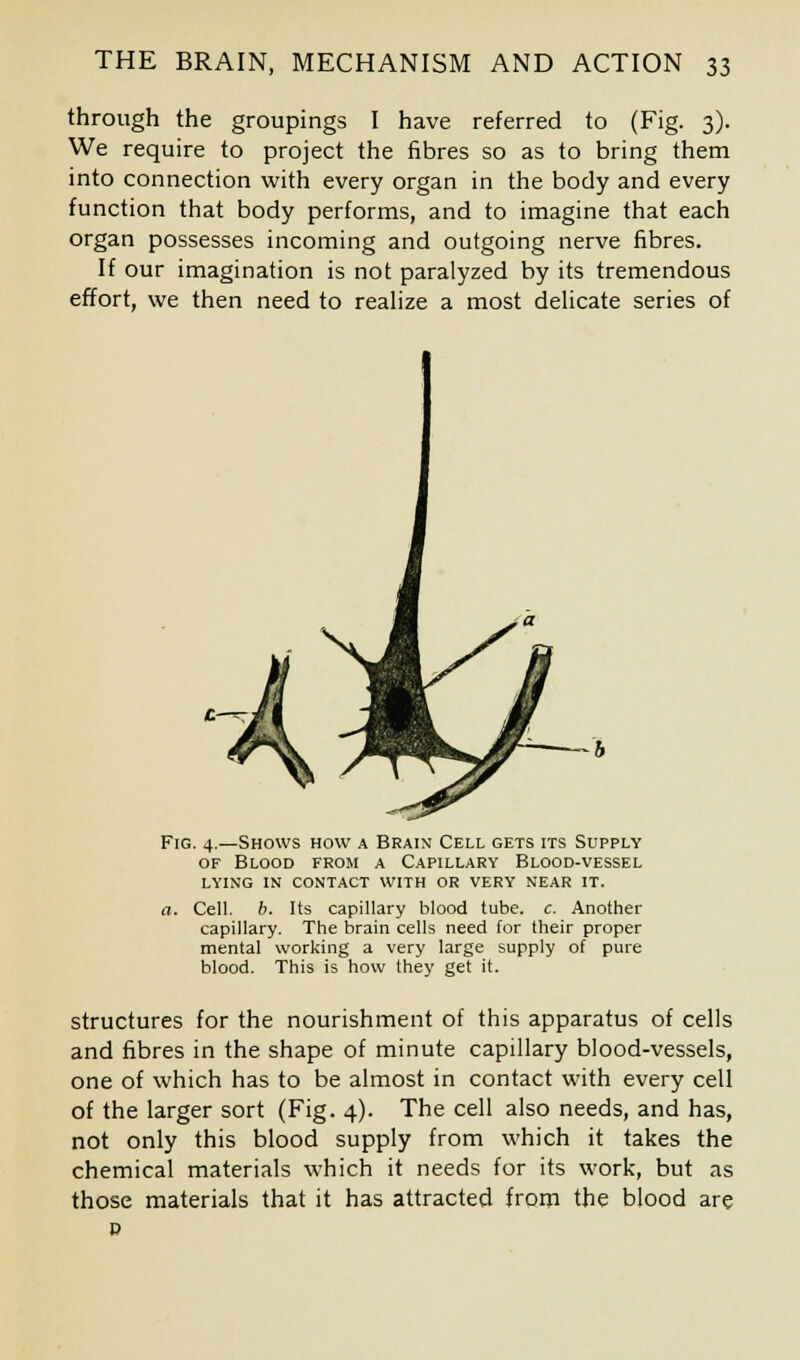 through the groupings I have referred to (Fig. 3). We require to project the fibres so as to bring them into connection with every organ in the body and every function that body performs, and to imagine that each organ possesses incoming and outgoing nerve fibres. If our imagination is not paralyzed by its tremendous effort, we then need to realize a most delicate series of Fig. 4.—Shows how a Brain Cell gets its Supply of Blood from a Capillary Blood-vessel lying in contact with or very near it. a. Cell. b. Its capillary blood tube. c. Another capillary. The brain cells need for their proper mental working a very large supply of pure blood. This is how they get it. structures for the nourishment of this apparatus of cells and fibres in the shape of minute capillary blood-vessels, one of which has to be almost in contact with every cell of the larger sort (Fig. 4). The cell also needs, and has, not only this blood supply from which it takes the chemical materials which it needs for its work, but as those materials that it has attracted from the blood are p