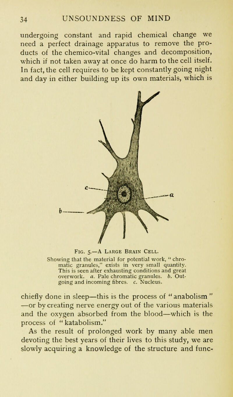 undergoing constant and rapid chemical change we need a perfect drainage apparatus to remove the pro- ducts of the chemico-vital changes and decomposition, which if not taken away at once do harm to the cell itself. In fact, the cell requires to be kept constantly going night and day in either building up its own materials, which is Fig. 5.—A Large Brain Cell. Showing that the material for potential work, chro- matic granules, exists in very small quantity. This is seen after exhausting conditions and great overwork, a. Pale chromatic granules, b. Out- going and incoming fibres, c. Nucleus. chiefly done in sleep—this is the process of anabolism —or by creating nerve energy out of the various materials and the oxygen absorbed from the blood—which is the process of katabolism. As the result of prolonged work by many able men devoting the best years of their lives to this study, we are slowly acquiring a knowledge of the structure and func-
