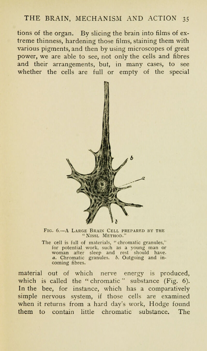 tions of the organ. By slicing the brain into films of ex- treme thinness, hardening those films, staining them with various pigments, and then by using microscopes of great power, we are able to see, not only the cells and fibres and their arrangements, but, in many cases, to see whether the cells are full or empty of the special ^ Fig. 6.—A Large Brain Cell prepared by the Nissl Method. The cell is full of materials, chromatic granules, for potential work, such as a young man or woman after sleep and rest should have. a. Chromatic granules, b. Outgoing and in- coming fibres. material out of which nerve energy is produced, which is called the chromatic substance (Fig. 6). In the bee, for instance, which has a comparatively simple nervous system, if those cells are examined when it returns from a hard day's work, Hodge found them to contain little chromatic substance. The