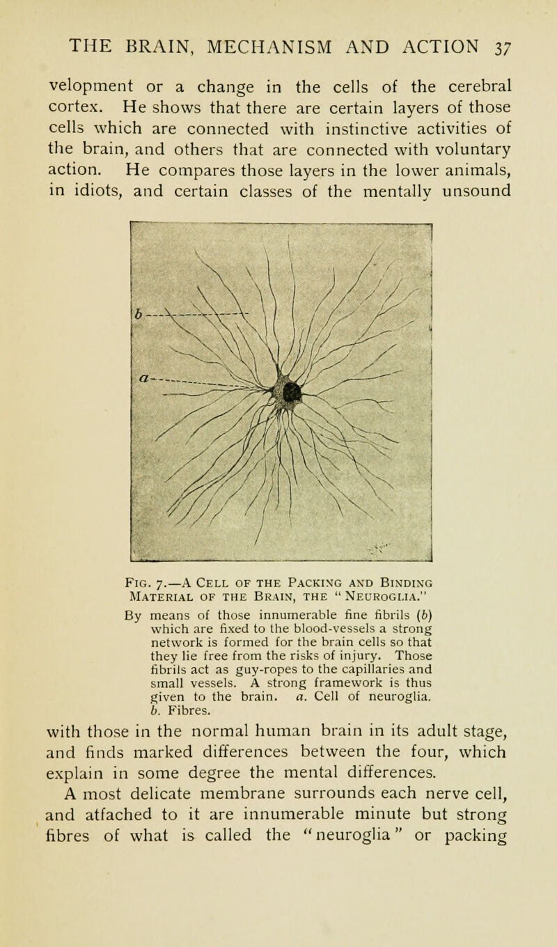 velopment or a change in the cells of the cerebral cortex. He shows that there are certain layers of those cells which are connected with instinctive activities of the brain, and others that are connected with voluntary action. He compares those layers in the lower animals, in idiots, and certain classes of the mentallv unsound Fig. 7.—A Cell of the Packing and Binding Material of the Brain, the Neuroglia. By means of those innumerable fine fibrils (6) which are fixed to the blood-vessels a strong network is formed for the brain cells so that they lie free from the risks of injury. Those fibrils act as guy-ropes to the capillaries and small vessels. A strong framework is thus given to the brain, a. Cell of neuroglia. b. Fibres. with those in the normal human brain in its adult stage, and finds marked differences between the four, which explain in some degree the mental differences. A most delicate membrane surrounds each nerve cell, and atfached to it are innumerable minute but strong fibres of what is called the neuroglia or packing