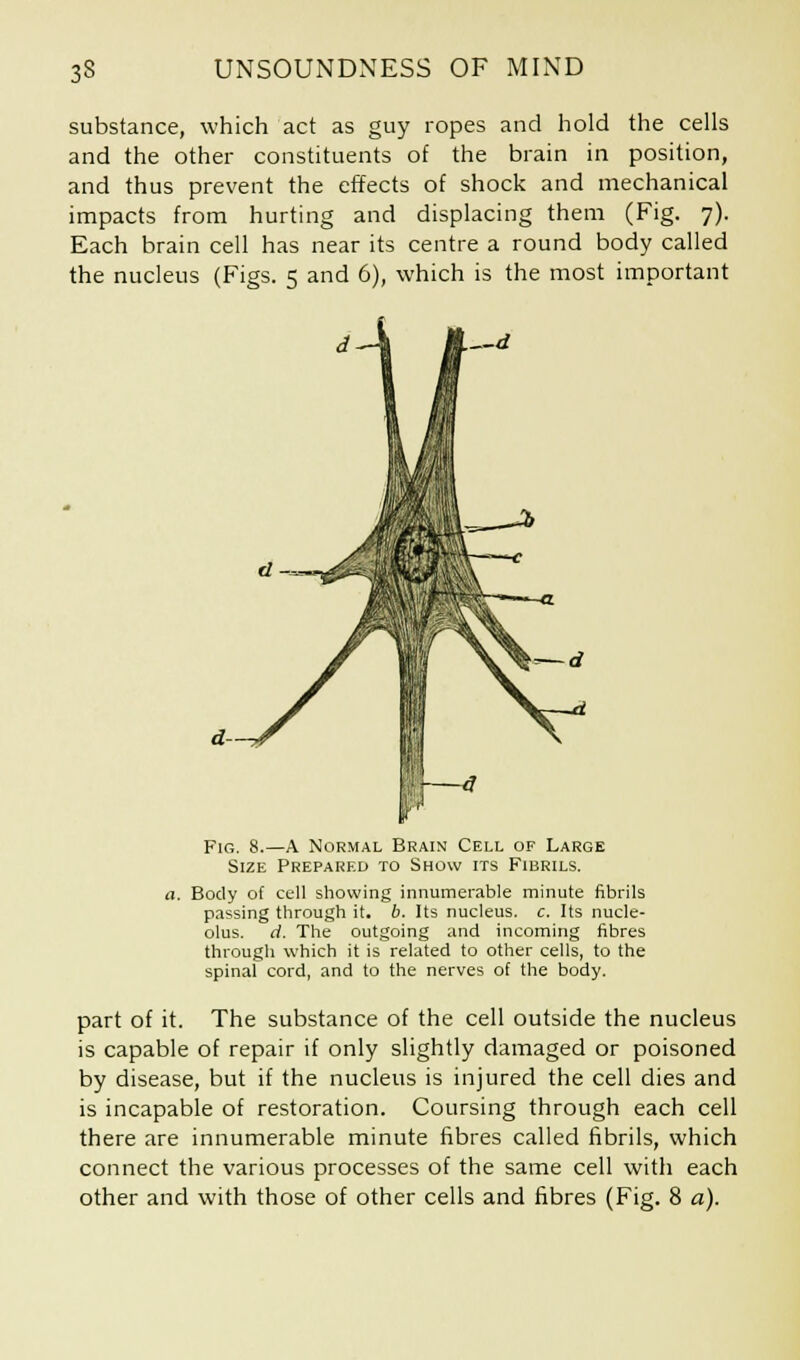 substance, which act as guy ropes and hold the cells and the other constituents of the brain in position, and thus prevent the effects of shock and mechanical impacts from hurting and displacing them (Fig. 7). Each brain cell has near its centre a round body called the nucleus (Figs. 5 and 6), which is the most important Fig. 8.—A Normal Brain Cell of Large Size Prepared to Show its Fibrils. a. Body of cell showing innumerable minute fibrils passing through it. b. Its nucleus, c. Its nucle- olus, d. The outgoing and incoming fibres through which it is related to other cells, to the spinal cord, and to the nerves of the body. part of it. The substance of the cell outside the nucleus is capable of repair if only slightly damaged or poisoned by disease, but if the nucleus is injured the cell dies and is incapable of restoration. Coursing through each cell there are innumerable minute fibres called fibrils, which connect the various processes of the same cell with each other and with those of other cells and fibres (Fig. 8 a).