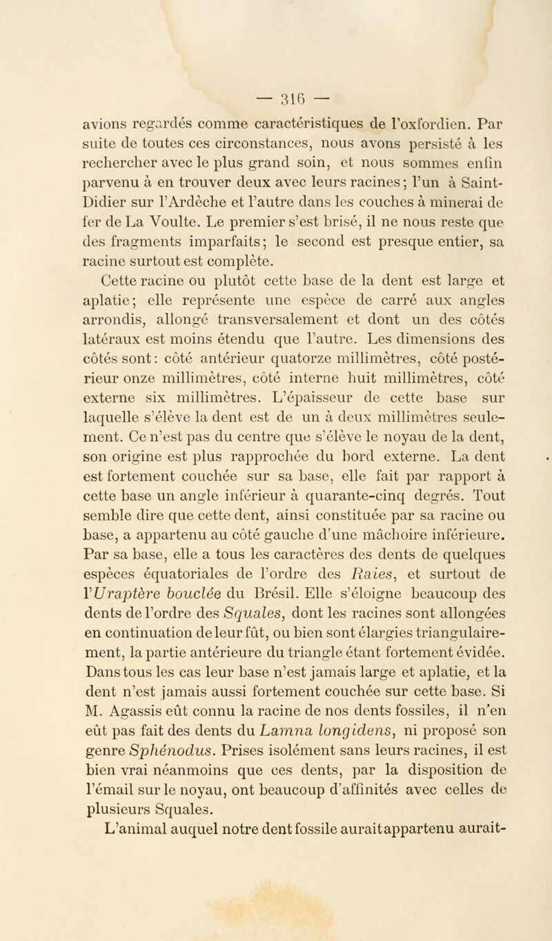 avions regardés comme caractéristiques de l'oxfordien. Par suite de toutes ces circonstances, nous avons persisté à les rechercher avec le plus grand soin, et nous sommes enfin parvenu à en trouver deux avec leurs racines ; l'un à Saint- Didier sur l'Ardèche et l'autre dans les couches à minerai de fer de La Voulte. Le premier s'est brisé, il ne nous reste que des fragments imparfaits ; le second est presque entier, sa racine surtout est complète. Cette racine ou plutôt cette base de la dent est large et aplatie; elle représente une espèce de carré aux angles arrondis, allongé transversalement et dont un des côtés latéraux est moins étendu que l'autre. Les dimensions des côtés sont: côté antérieur quatorze millimètres, côté posté- rieur onze millimètres, côté interne huit millimètres, côté externe six millimètres. L'épaisseur de cette base sur laquelle s'élève la dent est de un à deux millimètres seule- ment. Ce n'est pas du centre que s'élève le noyau de la dent, son origine est plus rapprochée du bord externe. La dent est fortement couchée sur sa base, elle fait par rapport à cette base un angle inférieur à quarante-cinq degrés. Tout semble dire que cette dent, ainsi constituée par sa racine ou base, a appartenu au côté gauche d'une mâchoire inférieure. Par sa base, elle a tous les caractères des dents de quelques espèces équatoriales de l'ordre des Raies, et surtout de YUraptère bouclée du Brésil. Elle s'éloigne beaucoup des dents de l'ordre des Squales, dont les racines sont allongées en continuation de leur fût, ou bien sont élargies triangulaire- ment, la partie antérieure du triangle étant fortement évidée. Dans tous les cas leur base n'est jamais large et aplatie, et la dent n'est jamais aussi fortement couchée sur cette base. Si M. Agassis eût connu la racine de nos dents fossiles, il n'en eût pas fait des dents du Lamna longldens, ni proposé son genre Sphénodus. Prises isolément sans leurs racines, il est bien vrai néanmoins que ces dents, par la disposition de l'émail sur le noyau, ont beaucoup d'affinités avec celles de plusieurs Squales. L'animal auquel notre dent fossile auraitappartenu aurait-