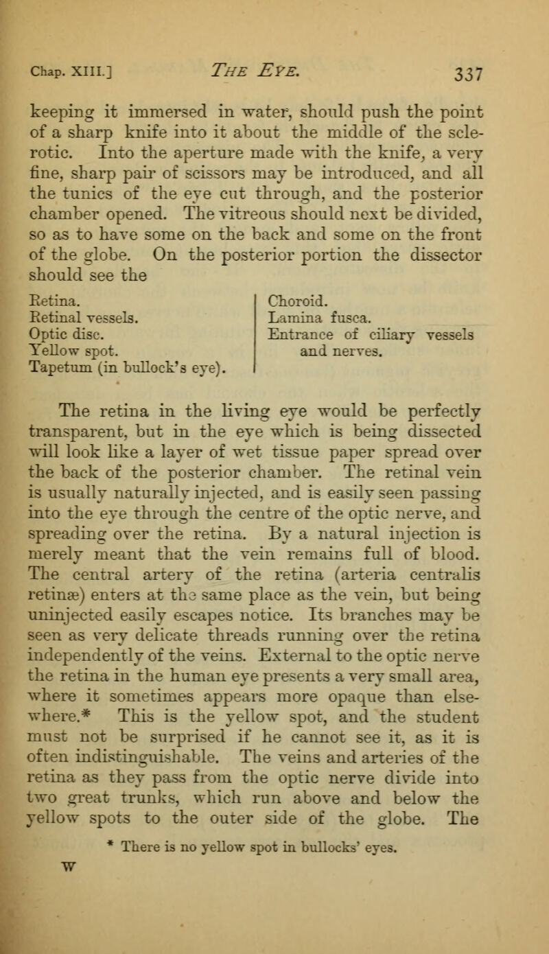 keeping it immersed in water, should push the point of a sharp knife into it about the middle of the scle- rotic. Into the aperture made with the knife, a very fine, sharp pair of scissors may be introduced, and all the tunics of the eye cut through, and the posterior chamber opened. The vitreous should next be divided, so as to have some on the back and some on the front of the globe. On the posterior portion the dissector should see the Retina. Retinal vessels. Optic disc. Yellow spot. Tapetum (in bullock's eye). Choroid. Lamina fusca. Entrance of ciliary vessels and nerves. The retina in the living eye would be perfectly transparent, but in the eye which is being dissected will look like a layer of wet tissue paper spread over the back of the posterior chamber. The retinal vein is usually naturally injected, and is easily seen passing into the eye through the centre of the optic nerve, and spreading over the retina. By a natural injection is merely meant that the vein remains full of blood. The central artery of the retina (arteria centralis retinae) enters at the same place as the vein, but being uninjected easily escapes notice. Its branches may be seen as very delicate threads running over the retina independently of the veins. External to the optic nerve the retina in the human eye presents a very small area, where it sometimes appears more opaque than else- where.* This is the yellow spot, and the student must not be surprised if he cannot see it, as it is often indistinguishable. The veins and arteries of the retina as they pass from the optic nerve divide into two great trunks, which run above and below the yellow spots to the outer side of the globe. The * There is no yellow spot in bullocks' eyes.