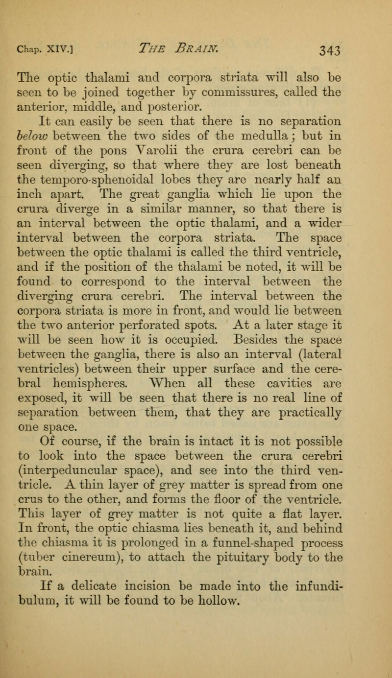 The optic thalami and corpora striata will also be seen to be joined together by commissures, called the anterior, middle, and posterior. It can easily be seen that there is no separation below between the two sides of the medulla; but in front of the pons Varolii the crura cerebri can be seen diverging, so that where they are lost beneath the temporo-sphenoidal lobes they are nearly half an inch apart. The great ganglia which lie upon the crura diverge in a similar manner, so that there is an interval between the optic thalami, and a wider interval between the corpora striata. The space between the optic thalami is called the third ventricle, and if the position of the thalami be noted, it will be found to correspond to the interval between the diverging: crura cerebri. The interval between the corpora striata is more in front, and would lie between the two anterior perforated spots. At a later stage it will be seen how it is occupied. Besides the space between the ganglia, there is also an interval (lateral ventricles) between their upper surface and the cere- bral hemispheres. When all these cavities are exposed, it will be seen that there is no real line of separation between them, that they are practically one space. Of course, if the brain is intact it is not possible to look into the space between the crura cerebri (interpeduncular space), and see into the third ven- tricle. A thin layer of grey matter is spread from one crus to the other, and forms the floor of the ventricle. This layer of grey matter is not quite a flat layer. In front, the optic chiasma lies beneath it, and behind the chiasma it is prolonged in a funnel-shaped process (tuber cinereum), to attach the pituitary body to the brain. If a delicate incision be made into the infundi- bulum, it will be found to be hollow.