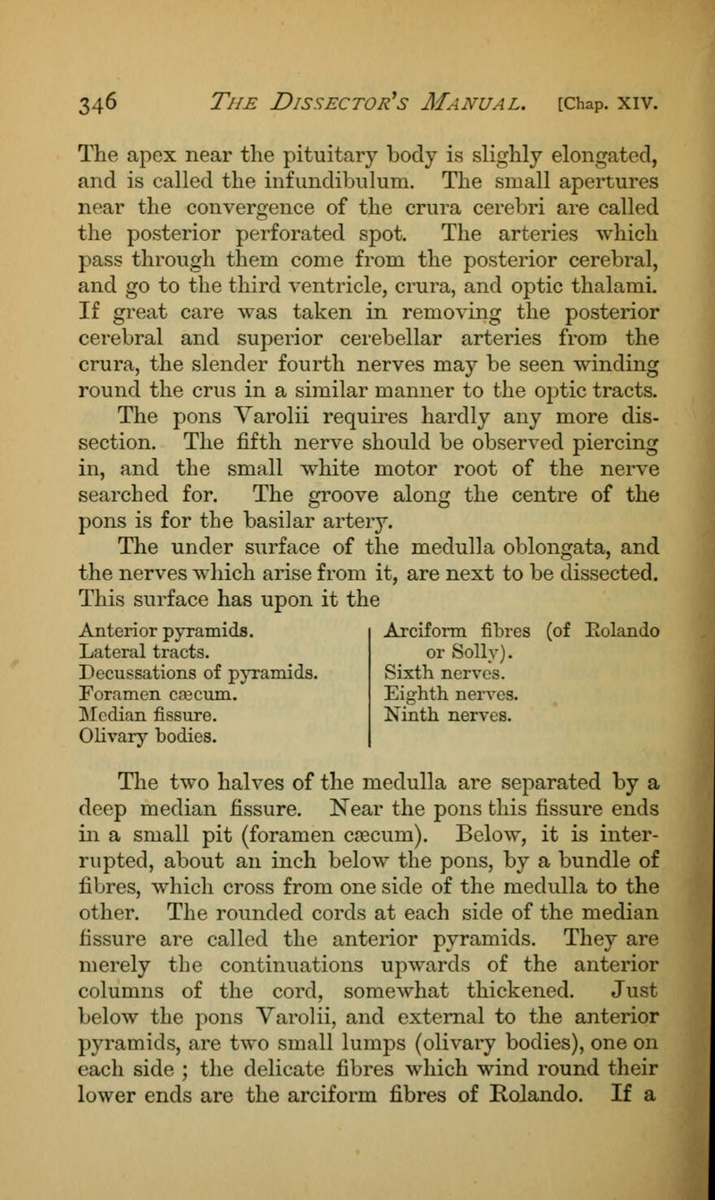 The apex near the pituitary body is slighly elongated, and is called the infimdibulum. The small apertures near the convergence of the crura cerebri are called the posterior perforated spot. The arteries which pass through them come from the posterior cerebral, and go to the third ventricle, crura, and optic thalami. If great care was taken in removing the posterior cerebral and superior cerebellar arteries from the crura, the slender fourth nerves may be seen winding round the crus in a similar manner to the optic tracts. The pons Varolii requires hardly any more dis- section. The fifth nerve should be observed piercing in, and the small white motor root of the nerve searched for. The groove along the centre of the pons is for the basilar artery. The under surface of the medulla oblongata, and the nerves which arise from it, are next to be dissected. This surface has upon it the Arciform fibres (of Eolando Anterior pyramids. Lateral tracts. Decussations of pyramids. Foramen caecum. Median fissure. Olivary bodies. or Solly). Sixth nerves. Eighth nerves. Ninth nerves. The two halves of the medulla are separated by a deep median fissure. Near the pons this fissure ends in a small pit (foramen caecum). Below, it is inter- rupted, about an inch below the pons, by a bundle of fibres, which cross from one side of the medulla to the other. The rounded cords at each side of the median fissure are called the anterior pyramids. They are merely the continuations upwards of the anterior columns of the cord, somewhat thickened. Just below the pons Varolii, and external to the anterior pyramids, are two small lumps (olivary bodies), one on each side ; the delicate fibres which wind round their lower ends are the arciform fibres of Rolando. If a