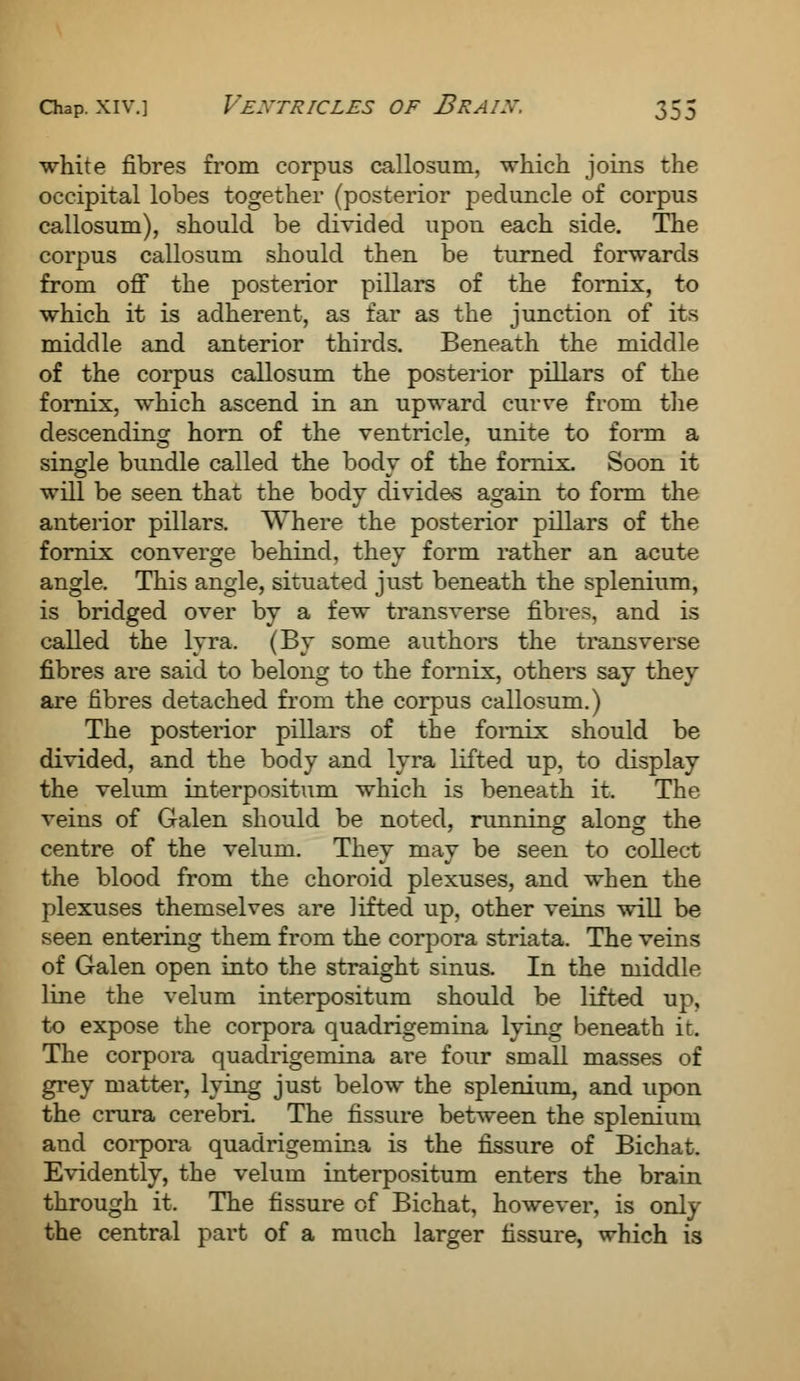 white fibres from corpus callosum, which joins the occipital lobes together (posterior peduncle of corpus callosum), should be divided upon each side. The corpus callosum should then be turned forwards from off the posterior pillars of the fornix, to which it is adherent, as far as the junction of its middle and anterior thirds. Beneath the middle of the corpus callosum the posterior pillars of the fornix, which ascend in an upward curve from the descending horn of the ventricle, unite to form a single bundle called the body of the fornix. Soon it will be seen that the body divides again to form the anterior pillars. Where the posterior pillars of the fornix converge behind, they form rather an acute angle. This angle, situated just beneath the splenium, is bridged over by a few transverse fibres, and is called the lyra. (By some authors the transverse fibres are said to belong to the fornix, others say they are fibres detached from the corpus callosum.) The posterior pillars of the fornix should be divided, and the body and lyra lifted up, to display the velum interpositum which is beneath it. The veins of Galen should be noted, running along the centre of the velum. They may be seen to collect the blood from the choroid plexuses, and when the plexuses themselves are lifted up, other veins will be seen entering them from the corpora striata. The veins of Galen open into the straight sinus. In the middle line the velum interpositum should be lifted up, to expose the corpora quadrigemina lying beneath it. The corpora quadrigemina are four small masses of grey matter, lying just below the splenium, and upon the crura cerebri The fissure between the splenium and corpora quadrigemina is the fissure of Bichat. Evidently, the velum interpositum enters the brain through it. The fissure of Bichat, however, is only the central part of a much larger fissure, which is