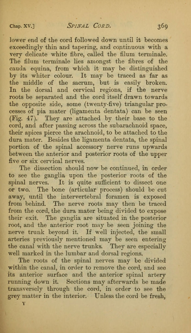 lower end of the cord followed down until it becomes exceedingly thin and tapering, and continuous with a very delicate white fibre, called the filum terminale. The filum terminale lies amongst the fibres of the cauda equina, from which it may be distinguished by its whiter colour. It may be traced as far as the middle of the sacrum, but is easily broken. In the dorsal and cervical regions, if the nerve roots be separated and the cord itself drawn towards the opposite side, some (twenty-five) triangular pro- cesses of pia mater (ligamenta dentata) can be seen (Fig. 47). They are attached by their base to the cord, and after passing across the subarachnoid space, their apices pierce the arachnoid, to be attached to the dura mater. Besides the ligamenta dentata, the spinal portion of the spinal accessory nerve runs upwards between the anterior and posterior roots of the upper five or six cervical nerves. The dissection should now be continued, in order to see the ganglia upon the posterior roots of the spinal nerves. It is quite sufficient to dissect one or two. The bone (articular process) should be cut away, until the intervertebral foramen is exposed from behind. The nerve roots may then be traced from the cord, the dura mater being divided to expose their exit. The ganglia are situated in the posterior root, and the anterior root may be seen joining the nerve trunk beyond it. If well injected, the small arteries previously mentioned may be seen entering the canal with the nerve trunks. They are especially well marked in the lumbar and dorsal regions. The roots of the spinal nerves may be divided within the canal, in order to remove the cord, and see its anterior surface and the anterior spinal artery running down it. Sections may afterwards be made transversely through the cord, in order to see the grey matter in the interior. Unless the cord be fresh,