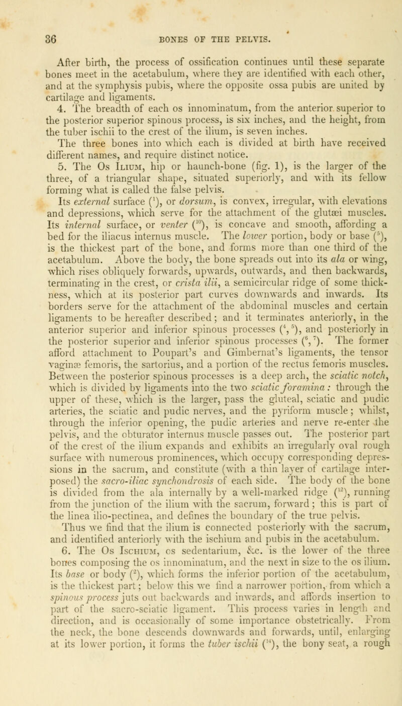 After birth, the process of ossification continues until these separate bones meet in the acetabulum, where they are identified with each other, and at the symphysis pubis, where the opposite ossa pubis are united by cartilage and ligaments. 4. The breadth of each os innominatum, from the anterior superior to the posterior superior spinous process, is six inches, and the height, from the tuber ischii to the crest of the ilium, is seven inches. The three bones into which each is divided at birth have received different names, and require distinct notice. 5. The Os Ilium, hip or haunch-bone (fig. 1), is the larger of the three, of a triangular shape, situated superiorly, and with its fellow forming what is called the false pelvis. Its external surface (*), or dorsum, is convex, irregular, with elevations and depressions, which serve for the attachment of the glutaei muscles. Its internal surface, or venter (10), is concave and smooth, affording a bed for the iliacus internus muscle. The lower portion, body or base ('), is the thickest part of the bone, and forms more than one third of the acetabulum. Above the body, the bone spreads out into its ala or wing, which rises obliquely forwards, upwards, outwards, and then backwards, terminating in the crest, or crista ilii, a semicircular ridge of some thick- ness, which at its posterior part curves downwards and inwards. Its borders serve for the attachment of the abdominal muscles and certain ligaments to be hereafter described; and it terminates anteriorly, in the anterior superior and inferior spinous processes (4,5), and posteriorly in the posterior superior and inferior spinous processes (6,7). The former afford attachment to Poupart's and Gimbernat's ligaments, the tensor vagina? femoris, the sartorius, and a portion of the rectus femoris muscles. Between the posterior spinous processes is a deep arch, the sciatic notch, which is divided by ligaments into the two sciatic foramina: through the upper of these, which is the larger, pass the gluteal, sciatic and pudic arteries, the sciatic and pudic nerves, and the pyriform muscle ; whilst, through the inferior opening, the pudic arteries and nerve re-enter the pelvis, and the obturator internus muscle passes out. The posterior part of the crest of the ilium expands and exhibits an irregularly oval rough surface with numerous prominences, which occupy corresponding depres- sions in the sacrum, and constitute (with a thin layer of cartilage inter- posed) the sacro-iliac synchondrosis of each side. The body of the bone is divided from the ala internally by a well-marked ridge (u), running from the junction of the ilium with the sacrum, forward; this is part of the linea ilio-pectinea, and defines the boundary of the true pelvis. Thus we find that the ilium is connected posteriorly with the sacrum, and identified anteriorly with the ischium and pubis in the acetabulum. 6. The Os Ischium, os sedentarium, &c. is the lower of the three bones composing the os innominatum, and the next in size to the os ilium. Its base or body (2), which forms the inferior portion of the acetabulum, is the thickest part; below this we find a narrower portion, from which a spinous process juts out backwards and inwards, and affords insertion to part of the sacro-sciatic ligament. This process varies in length and direction, and is occasionally of some importance obstetrically. From the neck, the bone descends downwards and forwards, until, enlarging at its lower portion, it forms the tuber ischii (M), the bony seat, a rough