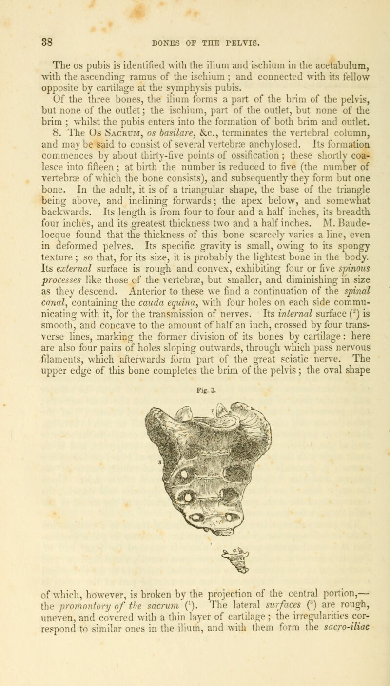 The os pubis is identified with the ilium and ischium in the acetabulum, with the ascending ramus of the ischium ; and connected with its fellow opposite by cartilage at the symphysis pubis. Of the three bones, the ilium forms a part of the brim of the pelvis, but none of the outlet; the ischium, part of the outlet, but none of the brim ; whilst the pubis enters into the formation of both brim and outlet. 8. The Os Sacrum, os basilare, &c, terminates the vertebral column, and maybe said to consist of several vertebrce anchylosed. Its formation commences by about thirty-five points of ossification; these shortly coa- lesce into fifteen ; at birth the number is reduced to five (the number of vertebrce of which the bone consists), and subsequently they form but one bone. In the adult, it is of a triangular shape, the base of the triangle being above, and inclining forwards; the apex below, and somewhat backwards. Its length is from four to four and a half inches, its breadth four inches, and its greatest thickness two and a half inches. M. Baude- locque found that the thickness of this bone scarcely varies a line, even in deformed pelves. Its specific gravity is small, owing to its spongy texture ; so that, for its size, it is probably the lightest bone in the body. Its external surface is rough and convex, exhibiting four or five spinous processes like those of the vertebrae, but smaller, and diminishing in size as they descend. Anterior to these we find a continuation of the spinal canal, containing the cauda equina, with four holes on each side commu- nicating with it, for the transmission of nerves. Its internal surface (2) is smooth, and concave to the amount of half an inch, crossed by four trans- verse lines, marking the former division of its bones by cartilage: here are also four pairs of holes sloping outwards, through which pass nervous filaments, which afterwards form part of the great sciatic nerve. The upper edge of this bone completes the brim of the pelvis; the oval shape Fig. 3. of which, however, is broken by the projection of the central portion,— the promontory of the sacrum (l). The lateral surfaces (3) are rough, uneven, and covered with a thin layer of cartilage ; the irregularities cor- respond to similar ones in the ilium, and with them form the sacro-iliac