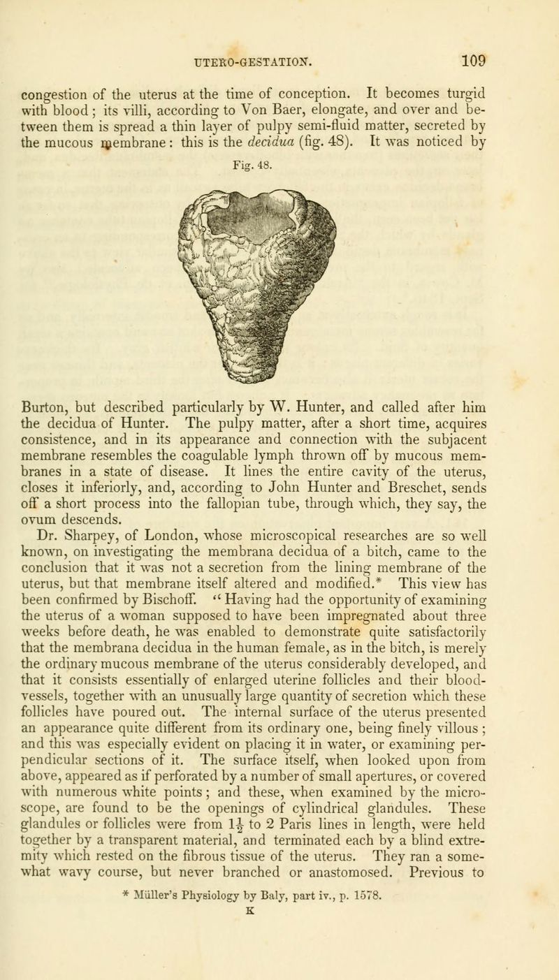 congestion of the uterus at the time of conception. It becomes turgid with blood ; its villi, according to Von Baer, elongate, and over and be- tween them is spread a thin layer of pulpy semi-fluid matter, secreted by the mucous membrane : this is the decidua (fig. 48). It was noticed by Fig. 48. Burton, but described particularly by W. Hunter, and called after him the decidua of Hunter. The pulpy matter, after a short time, acquires consistence, and in its appearance and connection with the subjacent membrane resembles the coagulable lymph thrown off by mucous mem- branes in a state of disease. It lines the entire cavity of the uterus, closes it inferiorly, and, according to John Hunter and Breschet, sends off a short process into the fallopian tube, through which, they say, the ovum descends. Dr. Sharpey, of London, whose microscopical researches are so well known, on investigating the membrana decidua of a bitch, came to the conclusion that it was not a secretion from the lining membrane of the uterus, but that membrane itself altered and modified.* This view has been confirmed by BischofT.  Having had the opportunity of examining the uterus of a woman supposed to have been impregnated about three weeks before death, he was enabled to demonstrate quite satisfactorily that the membrana decidua in the human female, as in the bitch, is merely the ordinary mucous membrane of the uterus considerably developed, and that it consists essentially of enlarged uterine follicles and their blood- vessels, together with an unusually large quantity of secretion which these follicles have poured out. The internal surface of the uterus presented an appearance quite different from its ordinary one, being finely villous ; and this was especially evident on placing it in water, or examining per- pendicular sections of it. The surface itself, when looked upon from above, appeared as if perforated by a number of small apertures, or covered with numerous white points; and these, when examined by the micro- scope, are found to be the openings of cylindrical glandules. These glandules or follicles were from 1-J to 2 Paris lines in length, were held together by a transparent material, and terminated each by a blind extre- mity which rested on the fibrous tissue of the uterus. They ran a some- what wavy course, but never branched or anastomosed. Previous to * Muller's Physiology by Baly, part iv., p. 1578.
