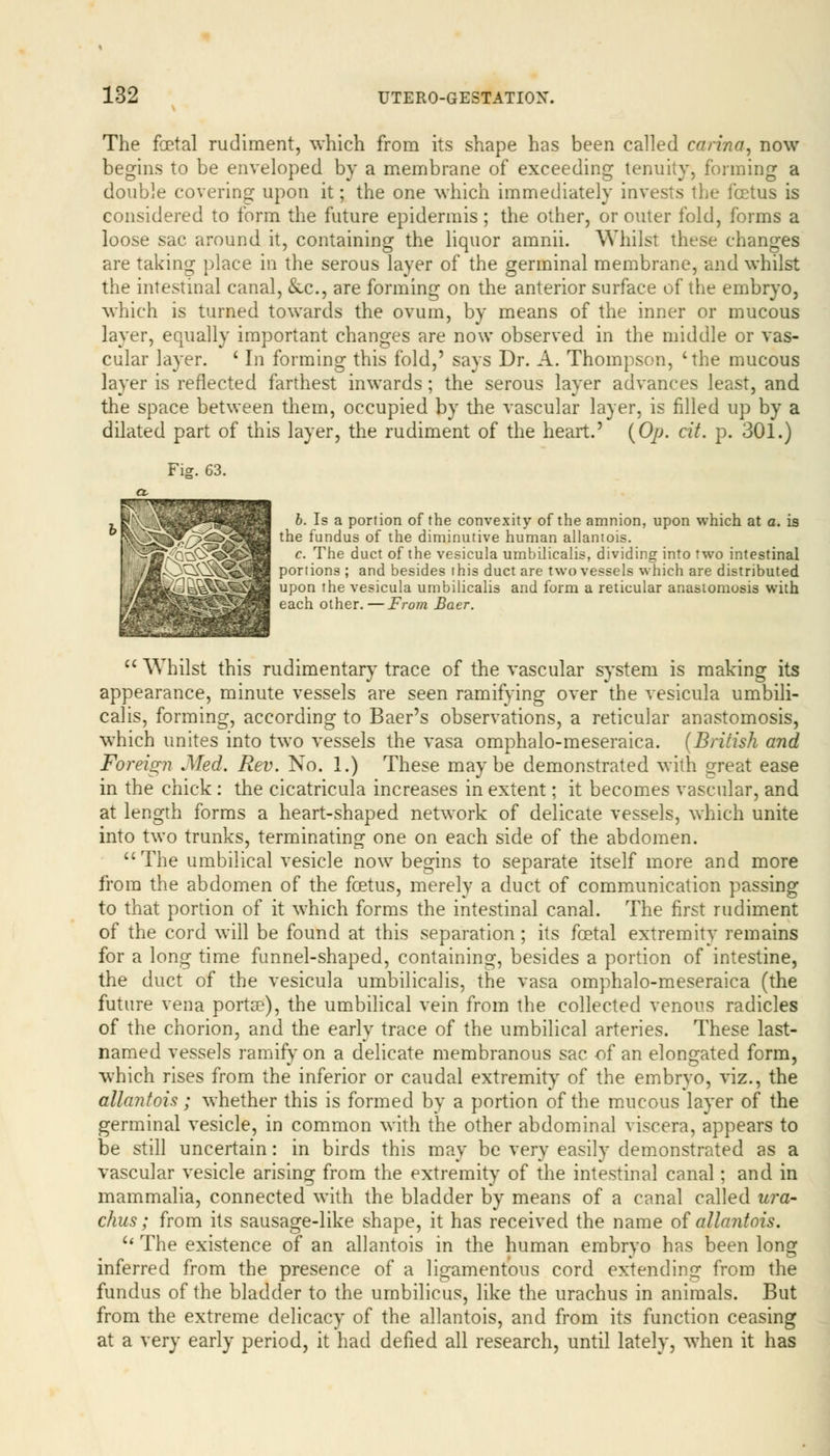 The foetal rudiment, which from its shape has been called carina, now begins to be enveloped by a membrane of exceeding tenuity, forming a double covering upon it; the one which immediately invests the fcetus is considered to form the future epidermis; the other, or outer fold, forms a loose sac around it, containing the liquor amnii. Whilst these changes are taking place in the serous layer of the germinal membrane, and whilst the intestinal canal, &c, are forming on the anterior surface of the embryo, which is turned towards the ovum, by means of the inner or mucous layer, equally important changes are now observed in the middle or vas- cular layer. ' In forming this fold,' says Dr. A. Thompson, 'the mucous layer is reflected farthest inwards; the serous layer advances least, and the space between them, occupied by the vascular layer, is filled up by a dilated part of this layer, the rudiment of the heart.' (Op. cit. p. 301.) Fig. 63. 6. Is a portion of the convexity of the amnion, upon which at a. is the fundus of the diminutive human allantois. c. The duct of the vesicula umbilicalis, dividing into two intestinal portions ; and besides this duct are two vessels which are distributed upon the vesicula umbilicalis and form a reticular anastomosis with each other.—From Baer.  Whilst this rudimentary trace of the vascular system is making its appearance, minute vessels are seen ramifying over the vesicula umbili- calis, forming, according to Baer's observations, a reticular anastomosis, which unites into two vessels the vasa omphalo-meseraica. (British and Foreign Med. Rev. No. 1.) These maybe demonstrated with great ease in the chick : the cicatricula increases in extent; it becomes vascular, and at length forms a heart-shaped network of delicate vessels, which unite into two trunks, terminating one on each side of the abdomen. The umbilical vesicle now begins to separate itself more and more from the abdomen of the fcetus, merely a duct of communication passing to that portion of it which forms the intestinal canal. The first rudiment of the cord will be found at this separation ; its foetal extremity remains for a long time funnel-shaped, containing, besides a portion of intestine, the duct of the vesicula umbilicalis, the vasa omphalo-meseraica (the future vena porta?), the umbilical vein from the collected venous radicles of the chorion, and the early trace of the umbilical arteries. These last- named vessels ramify on a delicate membranous sac of an elongated form, which rises from the inferior or caudal extremity of the embryo, viz., the allantois; whether this is formed by a portion of the mucous layer of the germinal vesicle, in common with the other abdominal viscera, appears to be still uncertain: in birds this may be very easily demonstrated as a vascular vesicle arising from the extremity of the intestinal canal; and in mammalia, connected with the bladder by means of a canal called ura- chus; from its sausage-like shape, it has received the name of allantois. l( The existence of an allantois in the human embryo has been long inferred from the presence of a ligamentous cord extending from the fundus of the bladder to the umbilicus, like the urachus in animals. But from the extreme delicacy of the allantois, and from its function ceasing at a very early period, it had defied all research, until lately, when it has