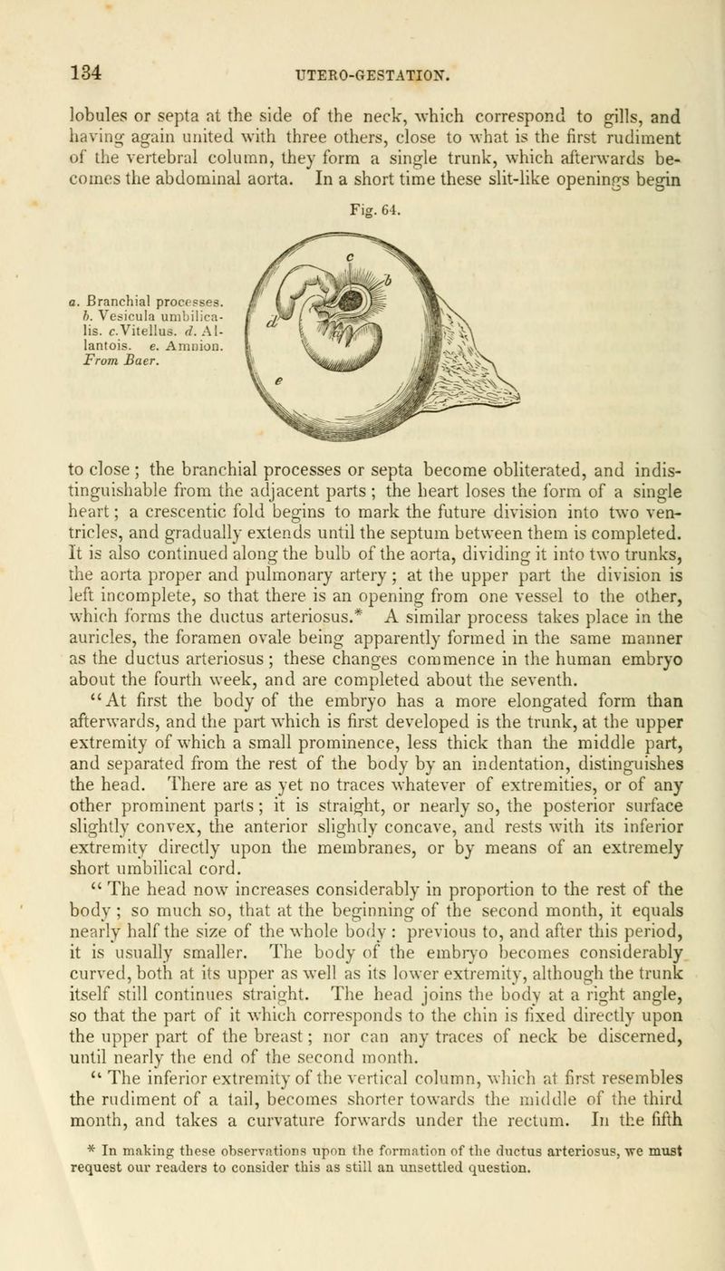 lobules or septa at the side of the neck, which correspond to gills, and having again united with three others, close to what is the first rudiment of the vertebral column, they form a single trunk, which afterwards be- comes the abdominal aorta. In a short time these slit-like openings begin Fig. 64. , Branchial processes. b. Vesicula umbilica- lis. c.Vitellus. d. Al- lantois. e. Amnion. From Baer. to close ; the branchial processes or septa become obliterated, and indis- tinguishable from the adjacent parts; the heart loses the form of a single heart; a crescentic fold begins to mark the future division into two ven- tricles, and gradually extends until the septum between them is completed. It is also continued along the bulb of the aorta, dividing it into two trunks, the aorta proper and pulmonary artery; at the upper part the division is left incomplete, so that there is an opening from one vessel to the other, which forms the ductus arteriosus.* A similar process takes place in the auricles, the foramen ovale being apparently formed in the same manner as the ductus arteriosus; these changes commence in the human embryo about the fourth week, and are completed about the seventh. At first the body of the embryo has a more elongated form than afterwards, and the part which is first developed is the trunk, at the upper extremity of which a small prominence, less thick than the middle part, and separated from the rest of the body by an indentation, distinguishes the head. There are as yet no traces whatever of extremities, or of any other prominent parts; it is straight, or nearly so, the posterior surface slightly convex, the anterior slighdy concave, and rests with its inferior extremity directly upon the membranes, or by means of an extremely short umbilical cord.  The head now increases considerably in proportion to the rest of the body ; so much so, that at the beginning of the second month, it equals nearly half the size of the whole body : previous to, and after this period, it is usually smaller. The body of the embryo becomes considerably curved, both at its upper as well as its lower extremity, although the trunk itself still continues straight. The head joins the body at a right angle, so that the part of it which corresponds to the chin is fixed directly upon the upper part of the breast; nor can any traces of neck be discerned, until nearly the end of the second month.  The inferior extremity of the vertical column, which at first resembles the rudiment of a tail, becomes shorter towards the middle of the third month, and takes a curvature forwards under the rectum. In the fifth * In making these observations upon the formation of the ductus arteriosus, we must request our readers to consider this as still an unsettled question.