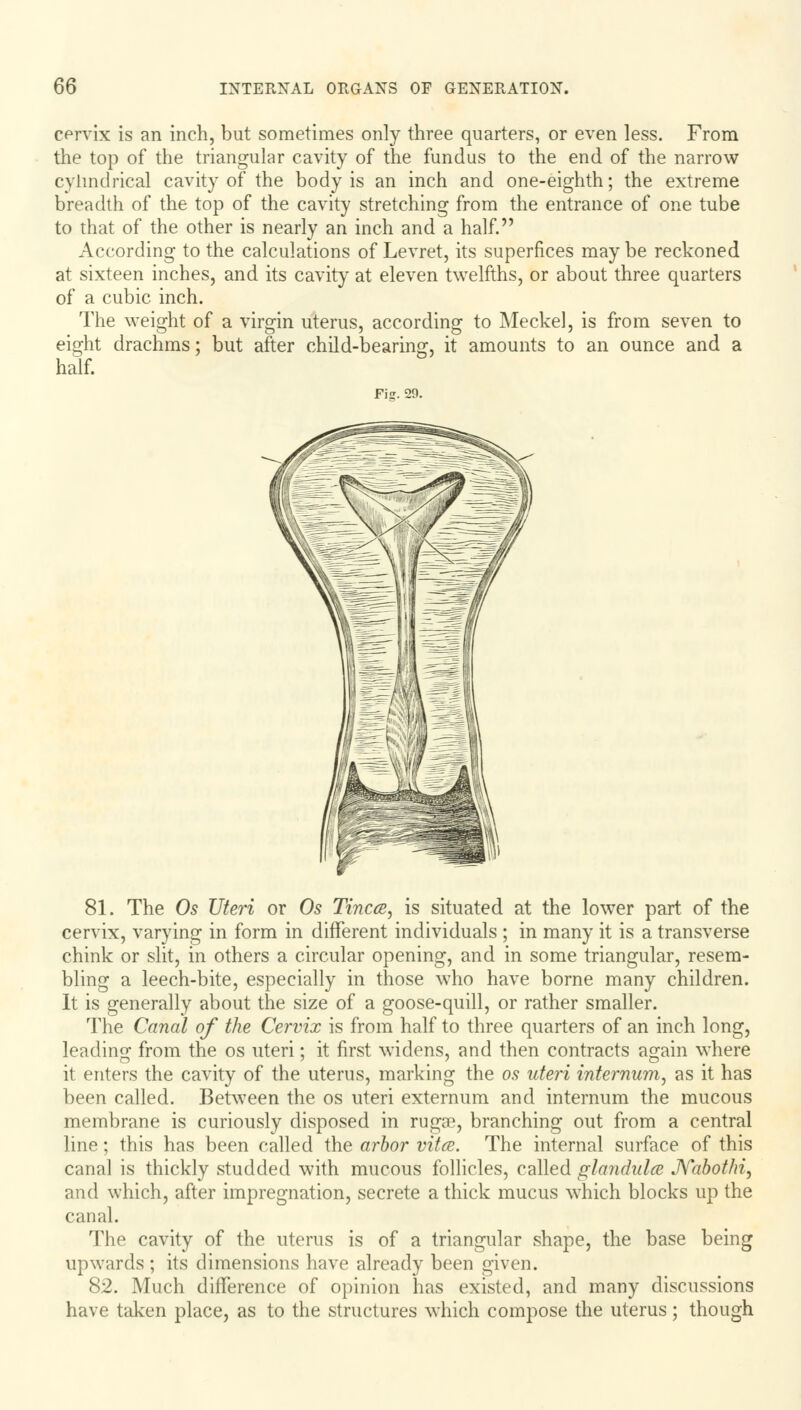 cprvix is an inch, but sometimes only three quarters, or even less. From the top of the triangular cavity of the fundus to the end of the narrow cylindrical cavity of the body is an inch and one-eighth; the extreme breadth of the top of the cavity stretching from the entrance of one tube to that of the other is nearly an inch and a half. According to the calculations of Levret, its superfices may be reckoned at sixteen inches, and its cavity at eleven twelfths, or about three quarters of a cubic inch. The weight of a virgin uterus, according to Meckel, is from seven to eight drachms; but after child-bearing, it amounts to an ounce and a half. Pig. 29. 81. The Os Uteri or Os Tinea, is situated at the lower part of the cervix, varying in form in different individuals ; in many it is a transverse chink or slit, in others a circular opening, and in some triangular, resem- bling a leech-bite, especially in those who have borne many children. It is generally about the size of a goose-quill, or rather smaller. The Canal of the Cervix is from half to three quarters of an inch long, leading from the os uteri; it first widens, and then contracts again where it enters the cavity of the uterus, marking the os uteri internum, as it has been called. Between the os uteri externum and internum the mucous membrane is curiously disposed in rugae, branching out from a central line; this has been called the arbor vitcs. The internal surface of this canal is thickly studded with mucous follicles, called glandulce JVabothi, and which, after impregnation, secrete a thick mucus which blocks up the canal. The cavity of the uterus is of a triangular shape, the base being upwards ; its dimensions have already been given. 82. Much difference of opinion has existed, and many discussions have taken place, as to the structures which compose the uterus; though