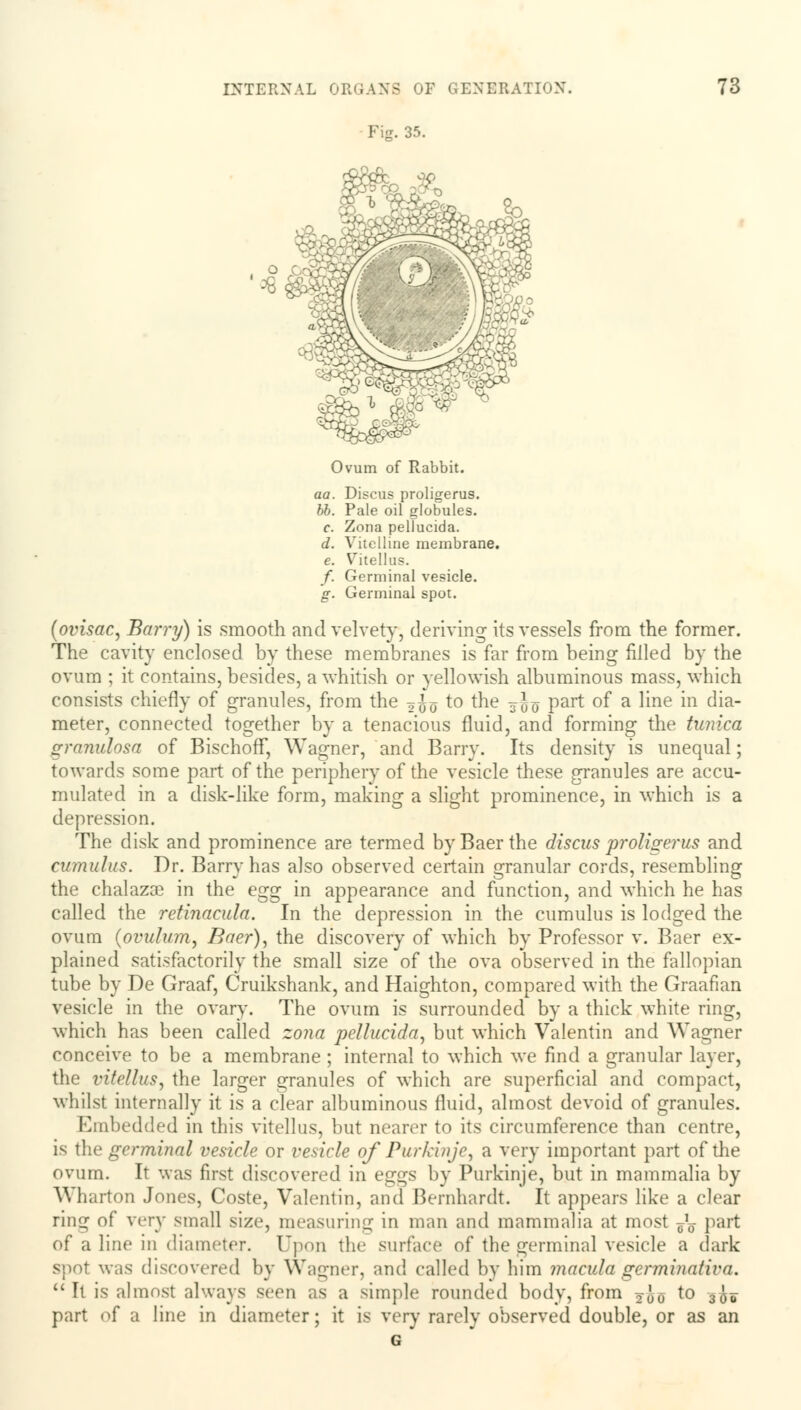Fig. 35. Ovum of Rabbit. aa. Discus proligerus. bb. Pale oil globules. c. Zona pellucida. d. Vitelline membrane. e. Vitellus. /. Germinal vesicle. g. Germinal spot. (ovisac, Barry) is smooth and velvety, deriving its vessels from the former. The cavity enclosed by these membranes is far from being filled by the ovum ; it contains, besides, a whitish or yellowish albuminous mass, which consists chiefly of granules, from the ^uo t° *ne 3J3 part of a line in dia- meter, connected together by a tenacious fluid, and forming the tunica granulosa of Bischoff, Wagner, and Barry. Its density is unequal; towards some part of the periphery of the vesicle these granules are accu- mulated in a disk-like form, making a slight prominence, in which is a depression. The disk and prominence are termed byBaerthe discus proligerus and cumulus. Dr. Barry has also observed certain granular cords, resembling the chalazae in the egg in appearance and function, and which he has called the retinacula. In the depression in the cumulus is lodged the ovum (ovulum, Baer), the discovery of which by Professor v. Baer ex- plained satisfactorily the small size of the ova observed in the fallopian tube by De Graaf, Cruikshank, and Haighton, compared with the Graafian vesicle in the ovary. The ovum is surrounded by a thick white ring, which has been called zona pellucida, but which Valentin and Wagner conceive to be a membrane ; internal to which we find a granular layer, the vitellus, the larger granules of which are superficial and compact, whilst internally it is a clear albuminous fluid, almost devoid of granules. Embedded in this vitellus, but nearer to its circumference than centre, is the germinal vesicle or vesicle of Purkinje, a very important part of the ovum. It was first discovered in eggs by Purkinje, but in mammalia by Wharton Jones, Coste, Valentin, and Bernhardt. It appears like a clear ring of very small size, measuring in man and mammalia at most -fa part of a line in diameter. Upon the surface of the germinal vesicle a dark spot was discovered by Wagner, and called by him macula germinativa. u It is almost always seen as a simple rounded body, from 200 *0 300 part o( a line in diameter; it is very rarely observed double, or as an