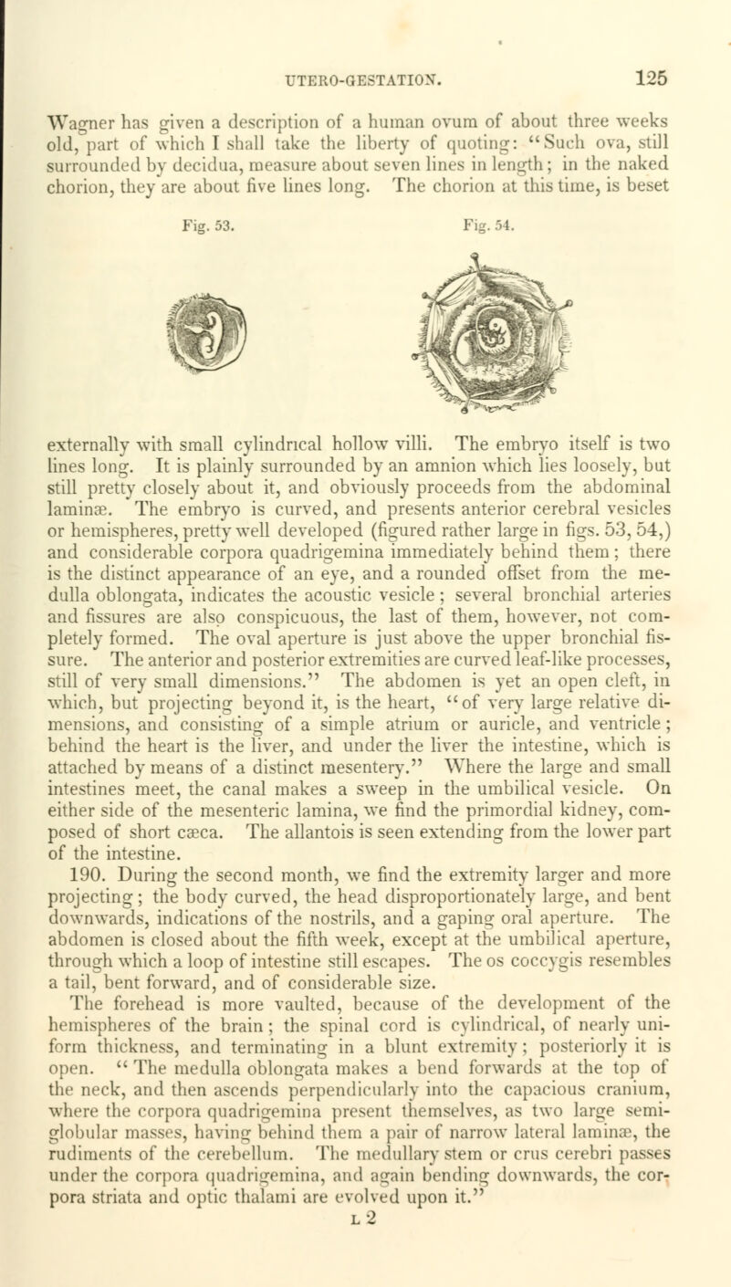 Wagner has given a description of a human ovum of about three weeks old, part of which I shall take the liberty of quoting: Such ova, still surrounded bv decidua, measure about seven lines in length; in the naked chorion, they are about five lines long. The chorion at this time, is beset Fig. 53. Fig. 54. externally with small cylindrical hollow villi. The embryo itself is two lines long. It is plainly surrounded by an amnion which lies loosely, but still pretty closely about it, and obviously proceeds from the abdominal laminse. The embryo is curved, and presents anterior cerebral vesicles or hemispheres, pretty well developed (figured rather large in figs. 53, 54,) and considerable corpora quadrigemina immediately behind them ; there is the distinct appearance of an eye, and a rounded offset from the me- dulla oblongata, indicates the acoustic vesicle; several bronchial arteries and fissures are also conspicuous, the last of them, however, not com- pletely formed. The oval aperture is just above the upper bronchial fis- sure. The anterior and posterior extremities are curved leaf-like processes, still of very small dimensions. The abdomen is yet an open cleft, in which, but projecting beyond it, is the heart, of very large relative di- mensions, and consisting of a simple atrium or auricle, and ventricle ; behind the heart is the liver, and under the liver the intestine, which is attached by means of a distinct mesentery. Where the large and small intestines meet, the canal makes a sweep in the umbilical vesicle. On either side of the mesenteric lamina, we find the primordial kidney, com- posed of short cseca. The allantois is seen extending from the lower part of the intestine. 190. During the second month, we find the extremity larger and more projecting; the body curved, the head disproportionately large, and bent downwards, indications of the nostrils, and a gaping oral aperture. The abdomen is closed about the fifth week, except at the umbilical aperture, through which a loop of intestine still escapes. The os coccygis resembles a tail, bent forward, and of considerable size. The forehead is more vaulted, because of the development of the hemispheres of the brain; the spinal cord is cylindrical, of nearly uni- form thickness, and terminating in a blunt extremity; posteriorly it is open.  The medulla oblongata makes a bend forwards at the top of the neck, and then ascends perpendicularly into the capacious cranium, where the corpora quadrigemina present themselves, as two large semi- globular masses, having behind them a pair of narrow lateral laminae, the rudiments of the cerebellum. The medullary stem or cms cerebri passes under the corpora quadrigemina, and a^ain bending downwards, the cor- pora striata and optic thalami are evolved upon it. l2